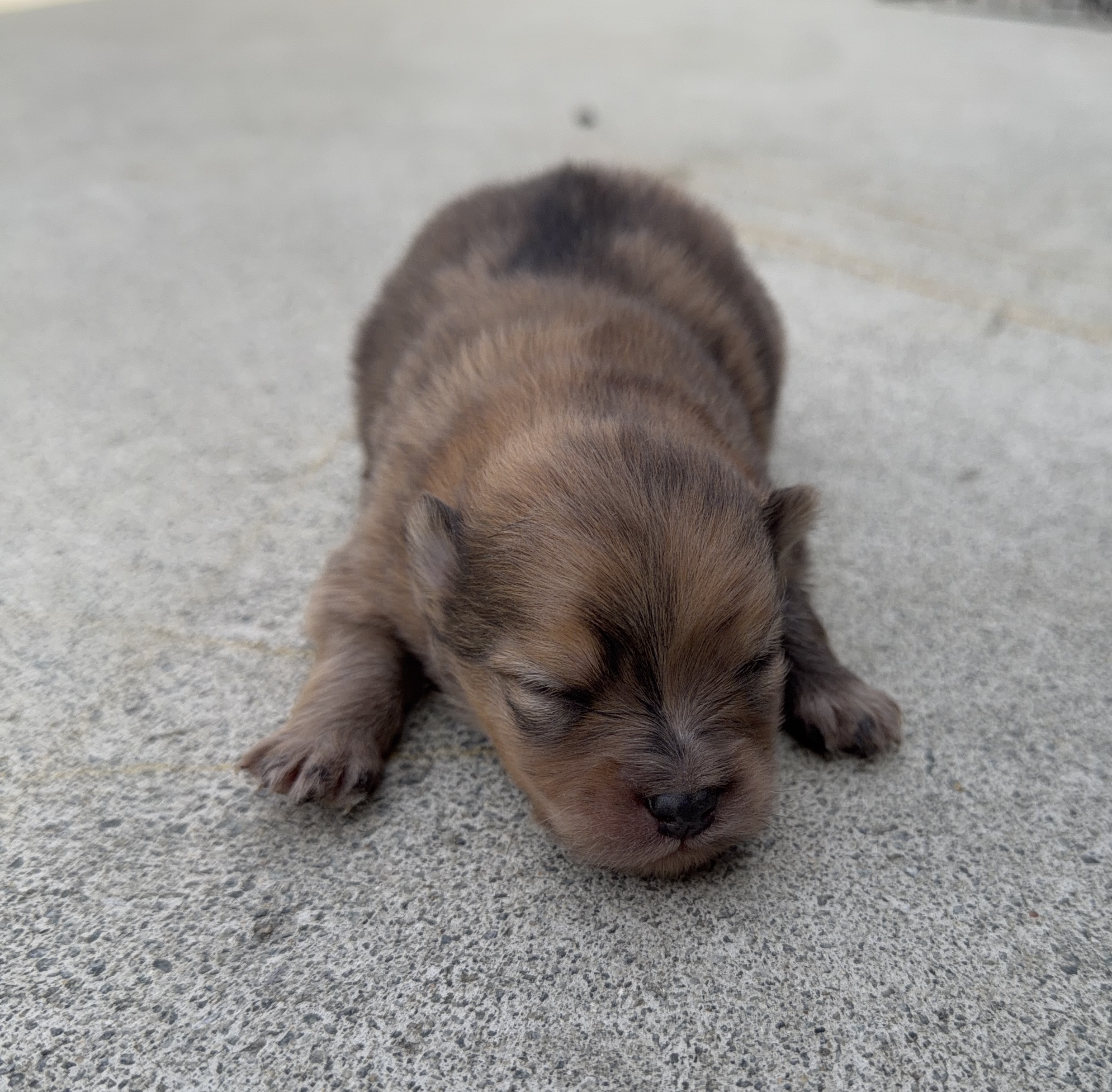 ポメラニアン　オレンジマール