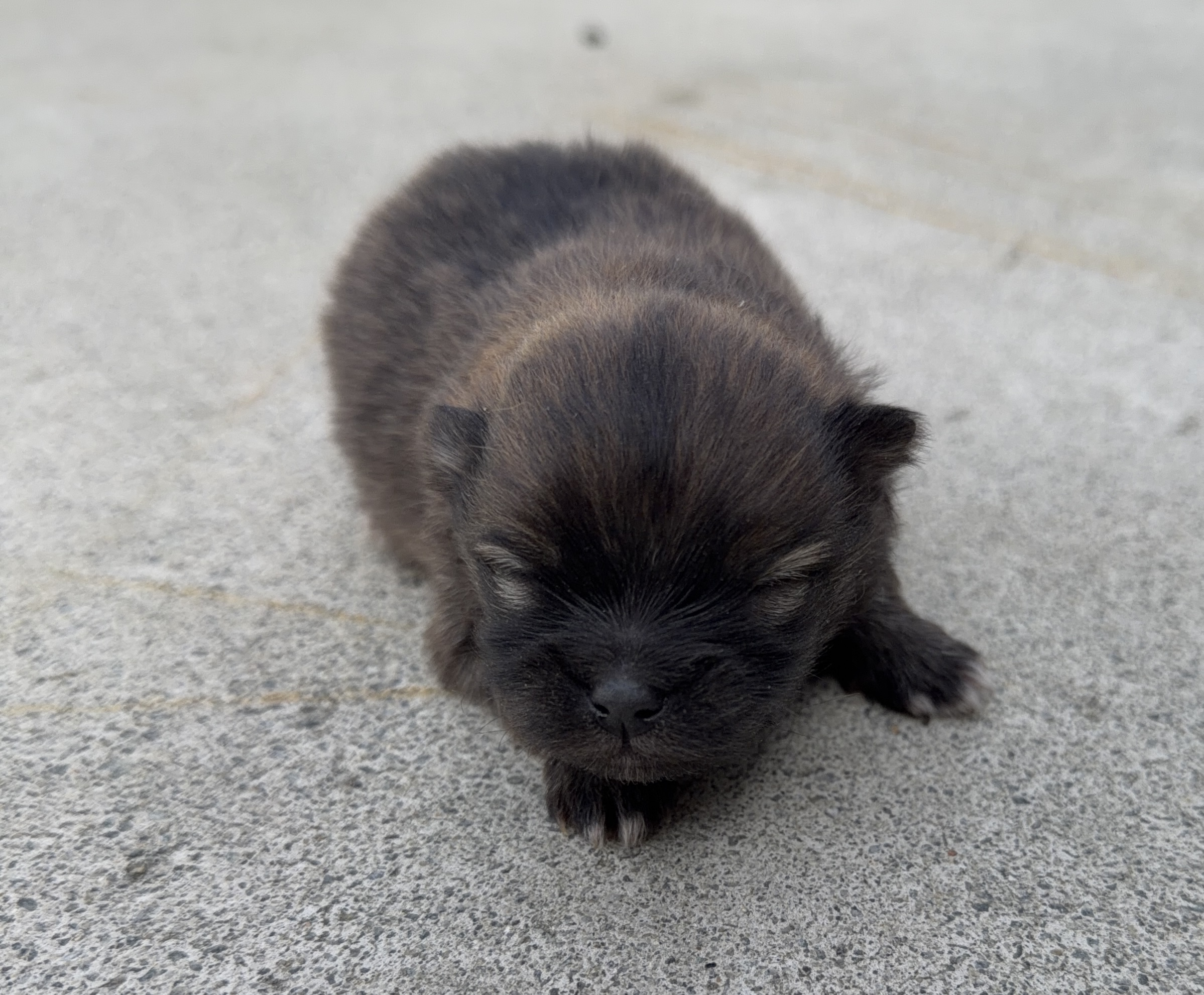 ポメラニアン　オレンジセーブル　メス