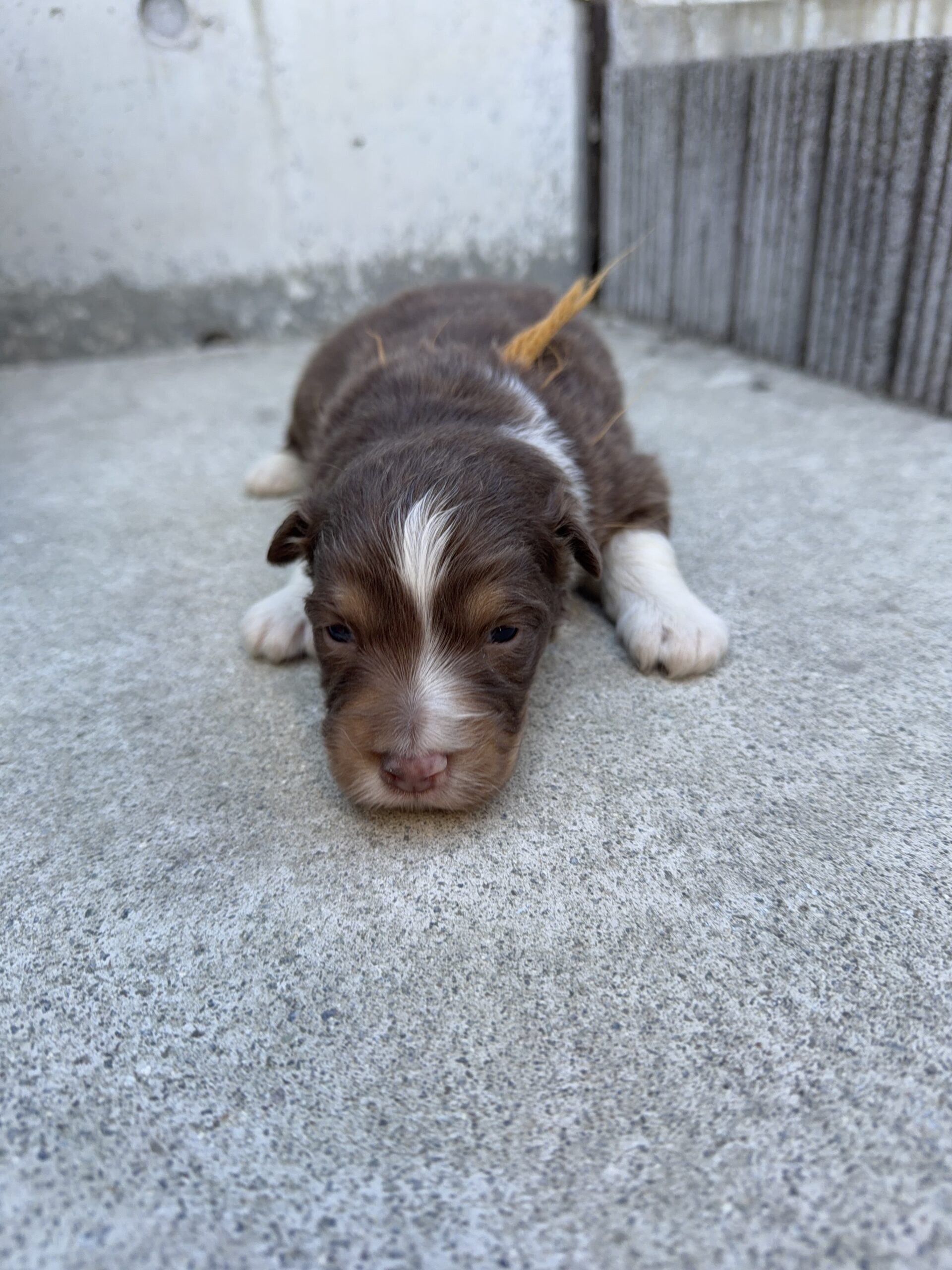 オーストラリアンシェパード　RD メス