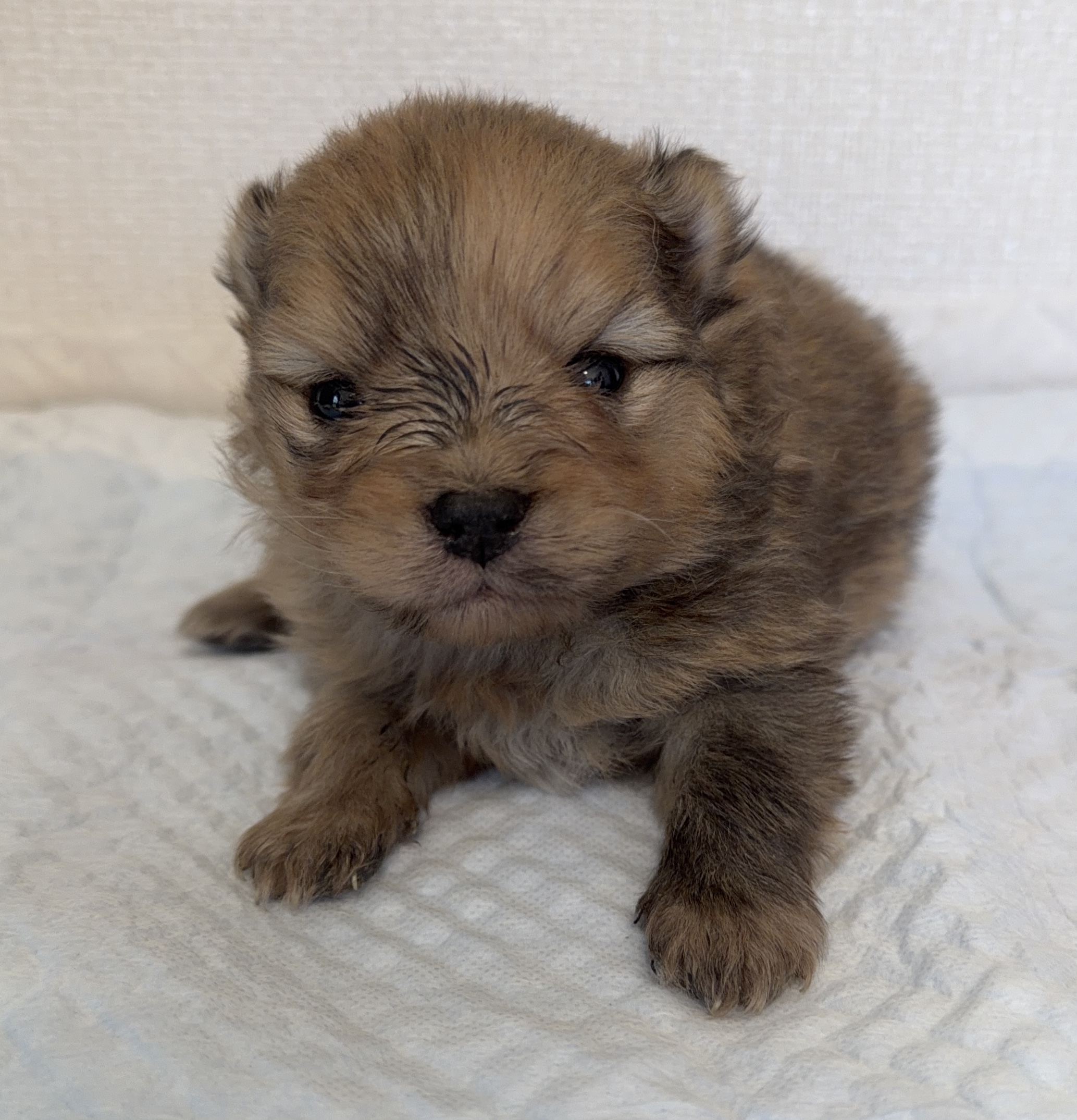 ポメラニアン　オレンジマール