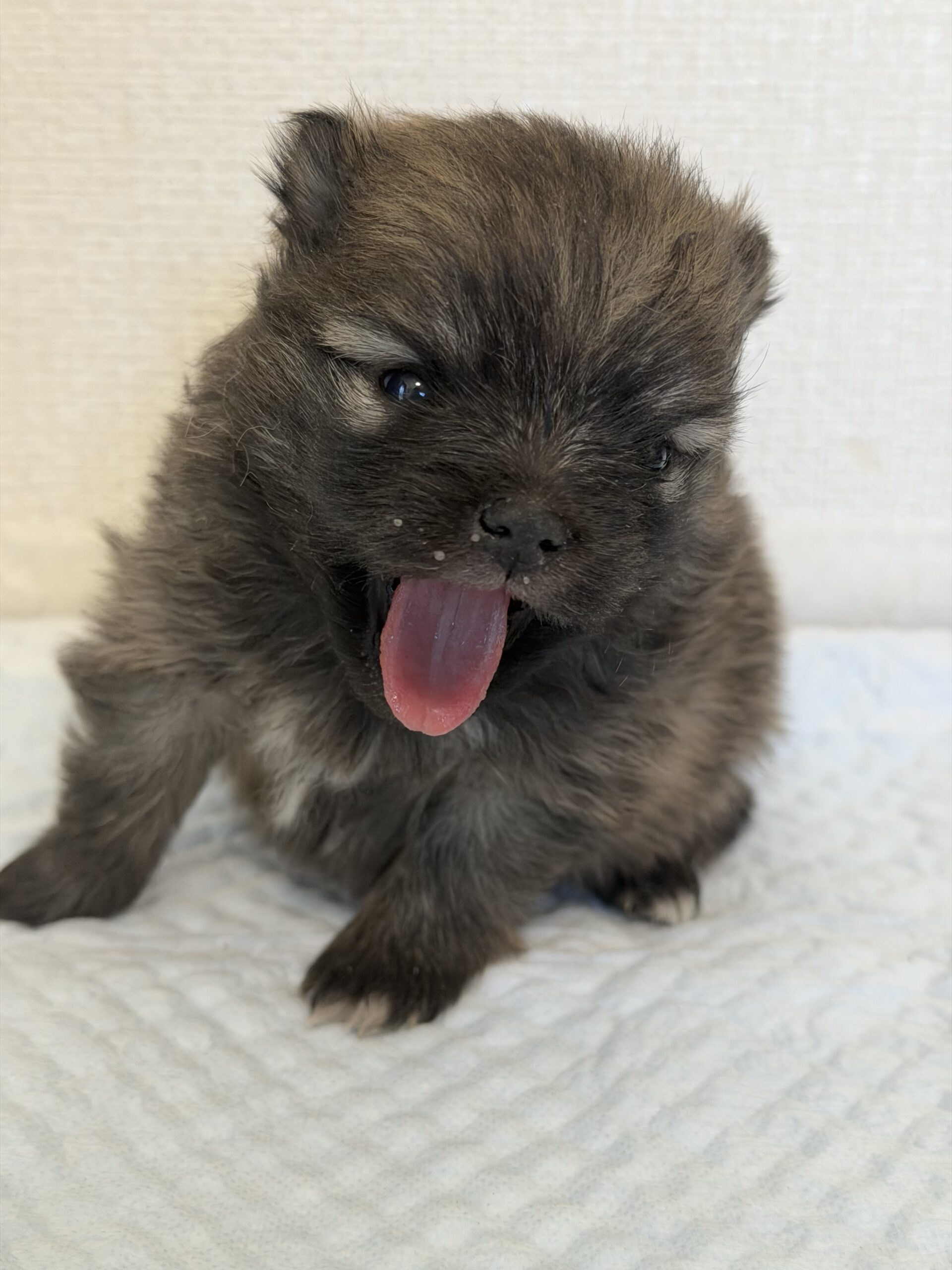 ポメラニアン　オレンジセーブル　メス