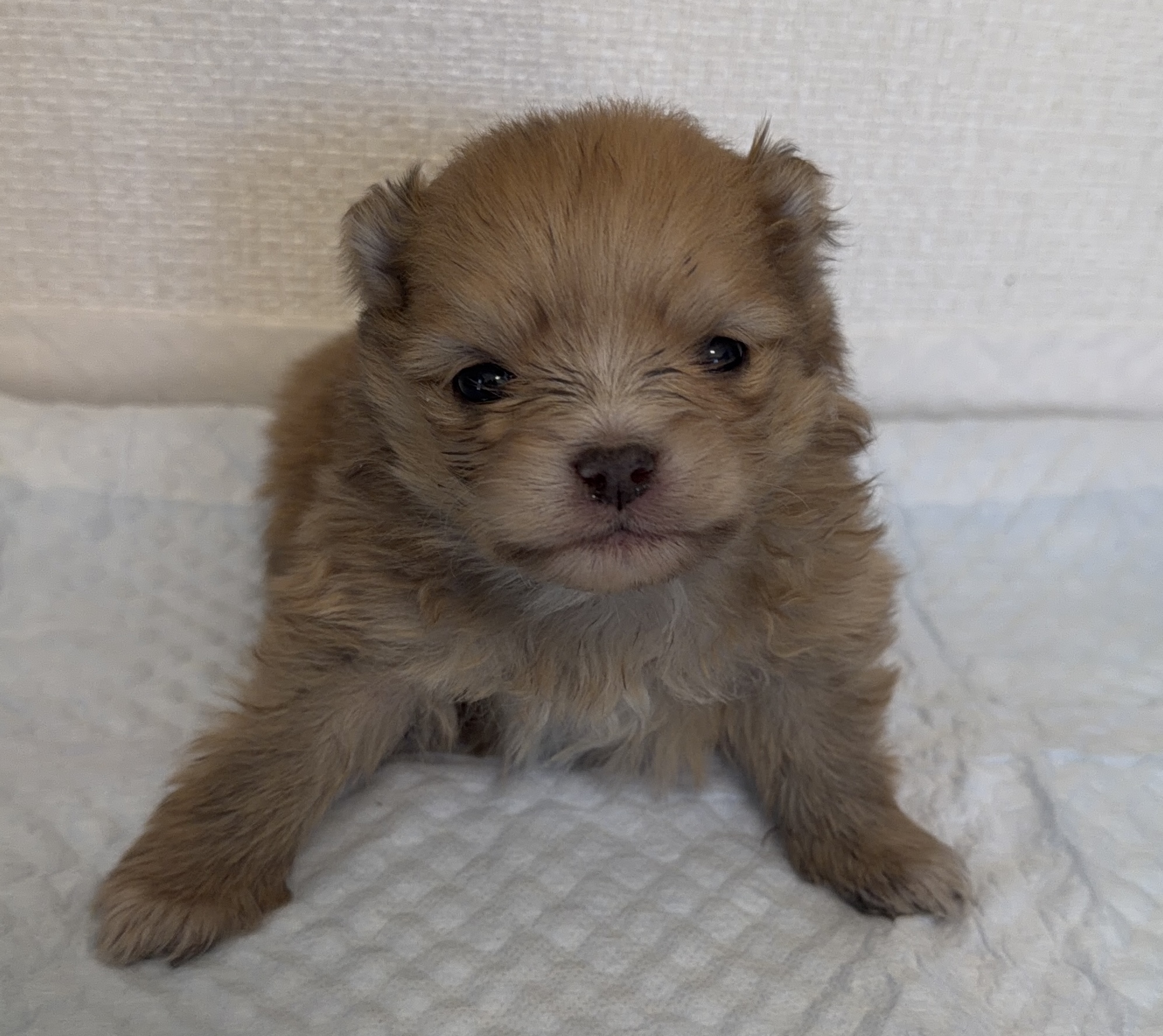 ポメラニアン　オレンジ