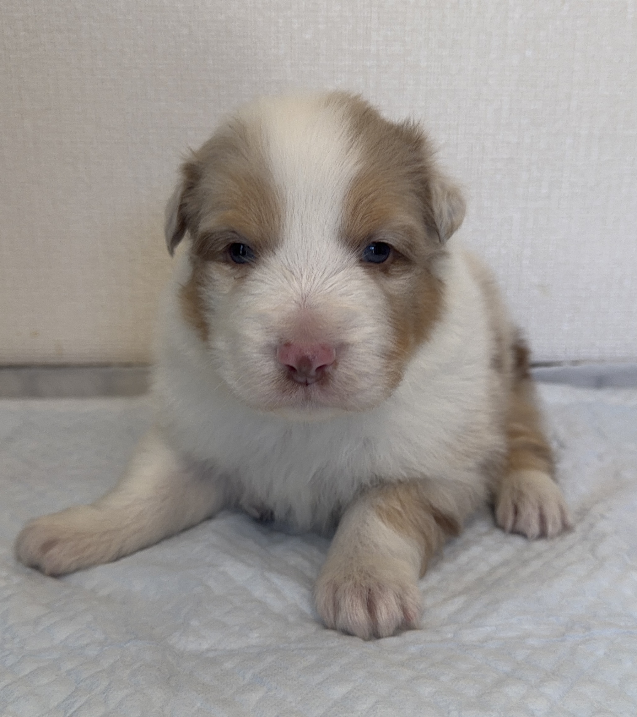 オーストラリアンシェパード　RM