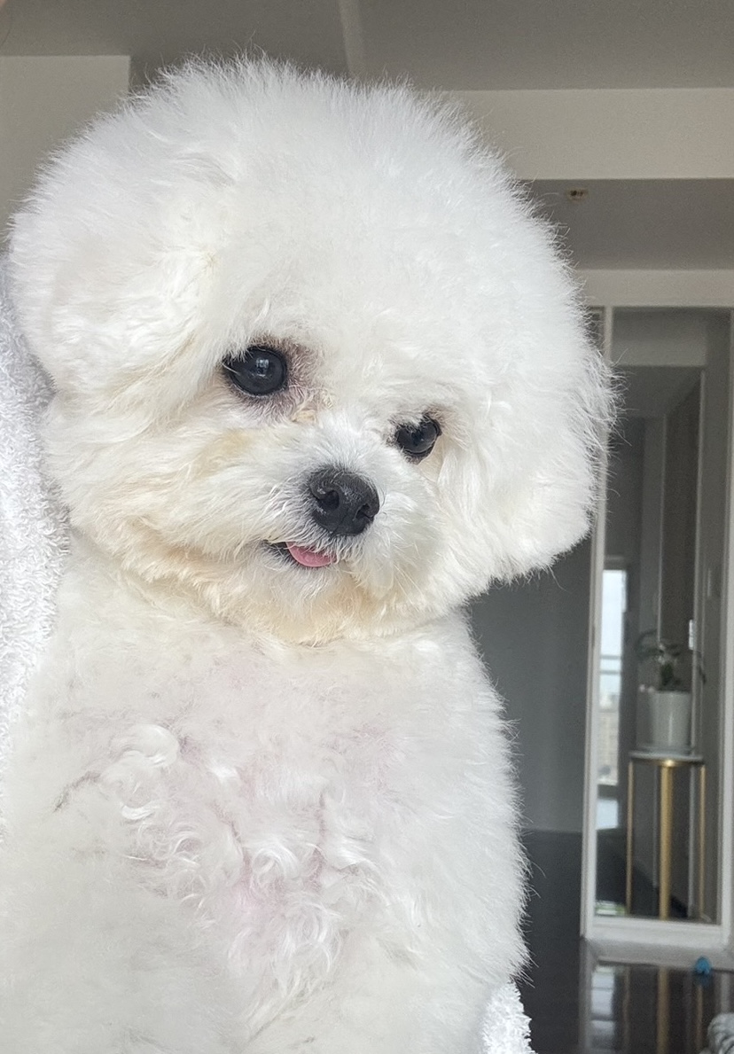 韓国ビションフリーゼ