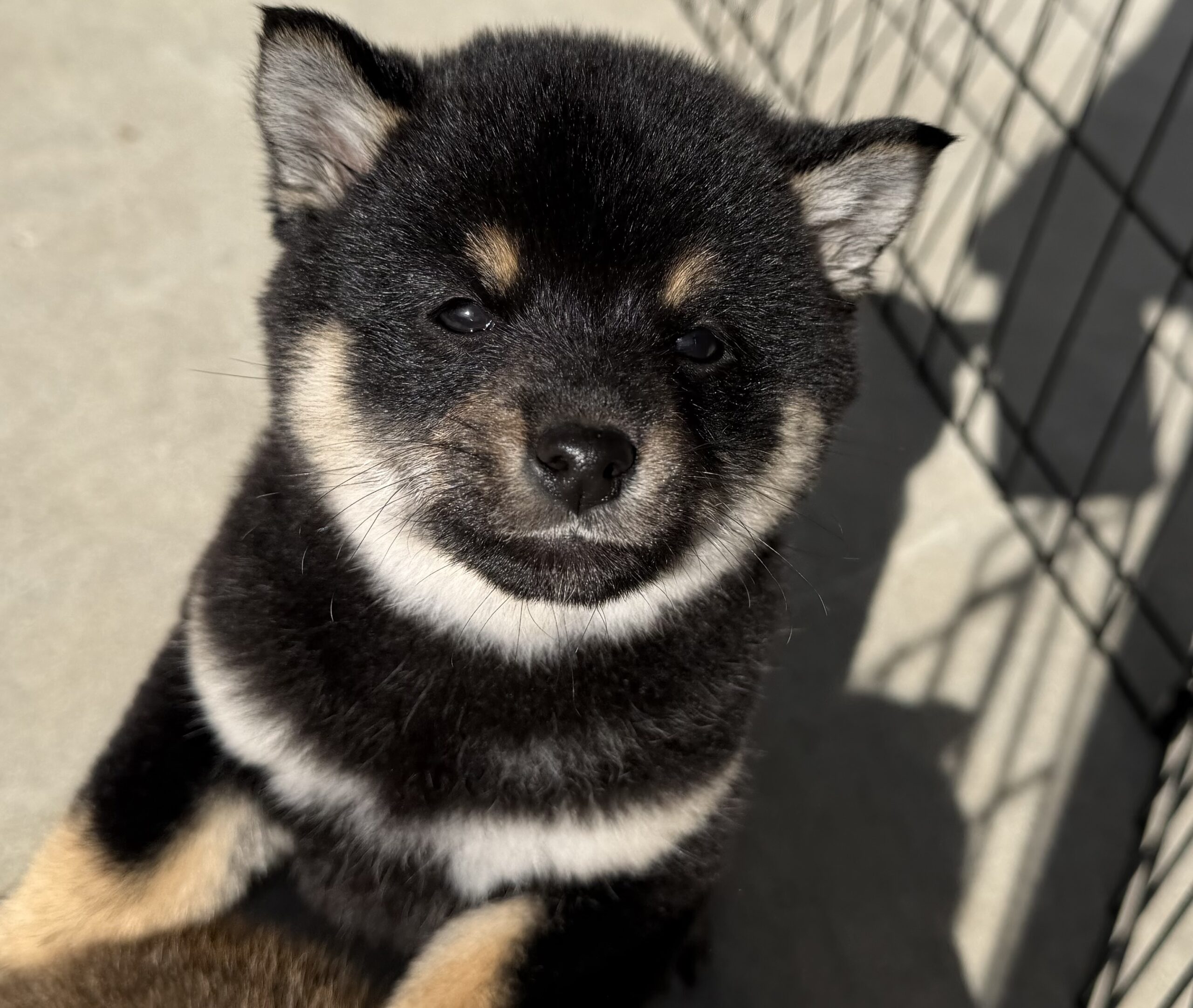 柴犬　黒　メス　黄色リボン