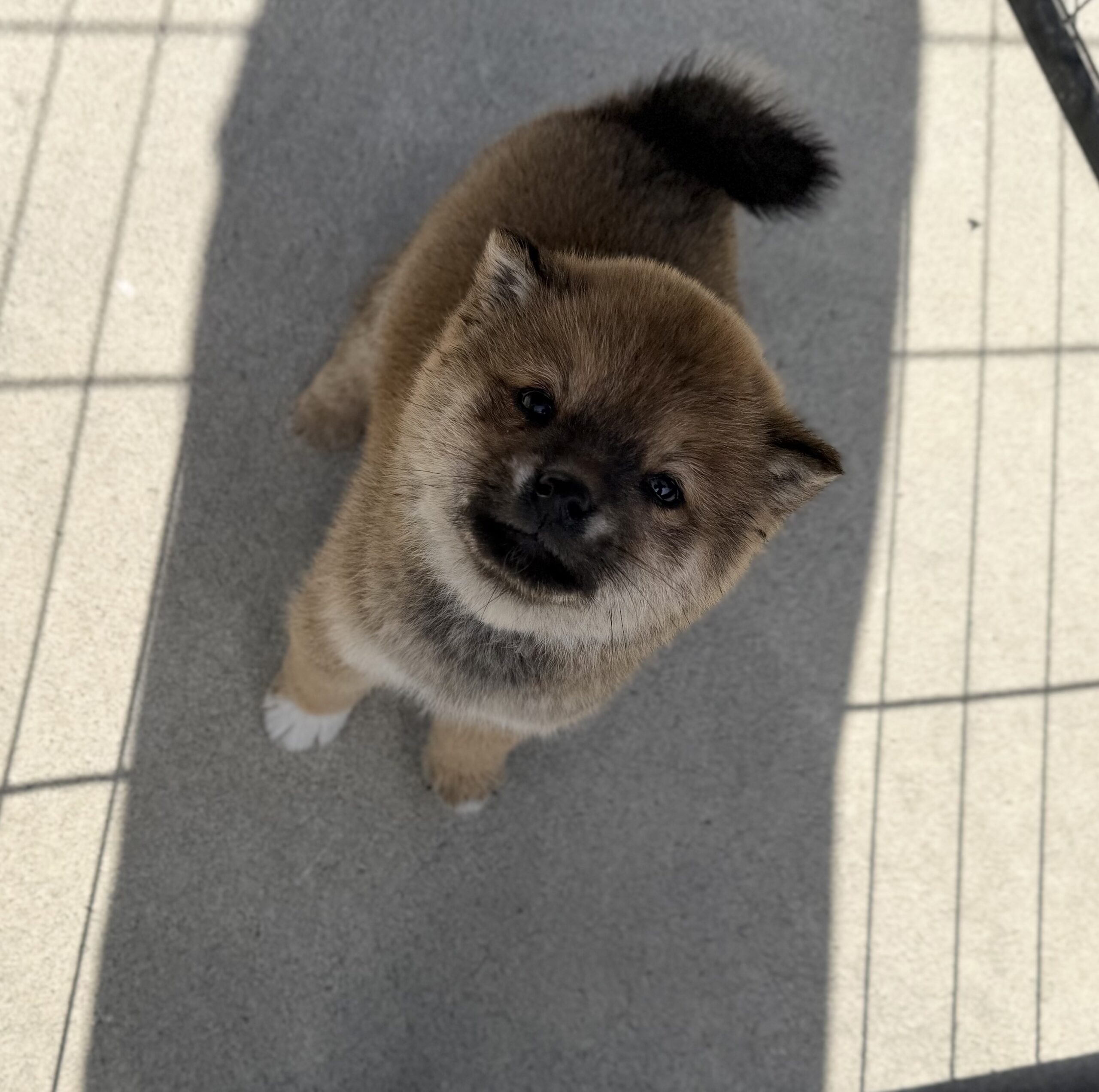 柴犬　赤　オス