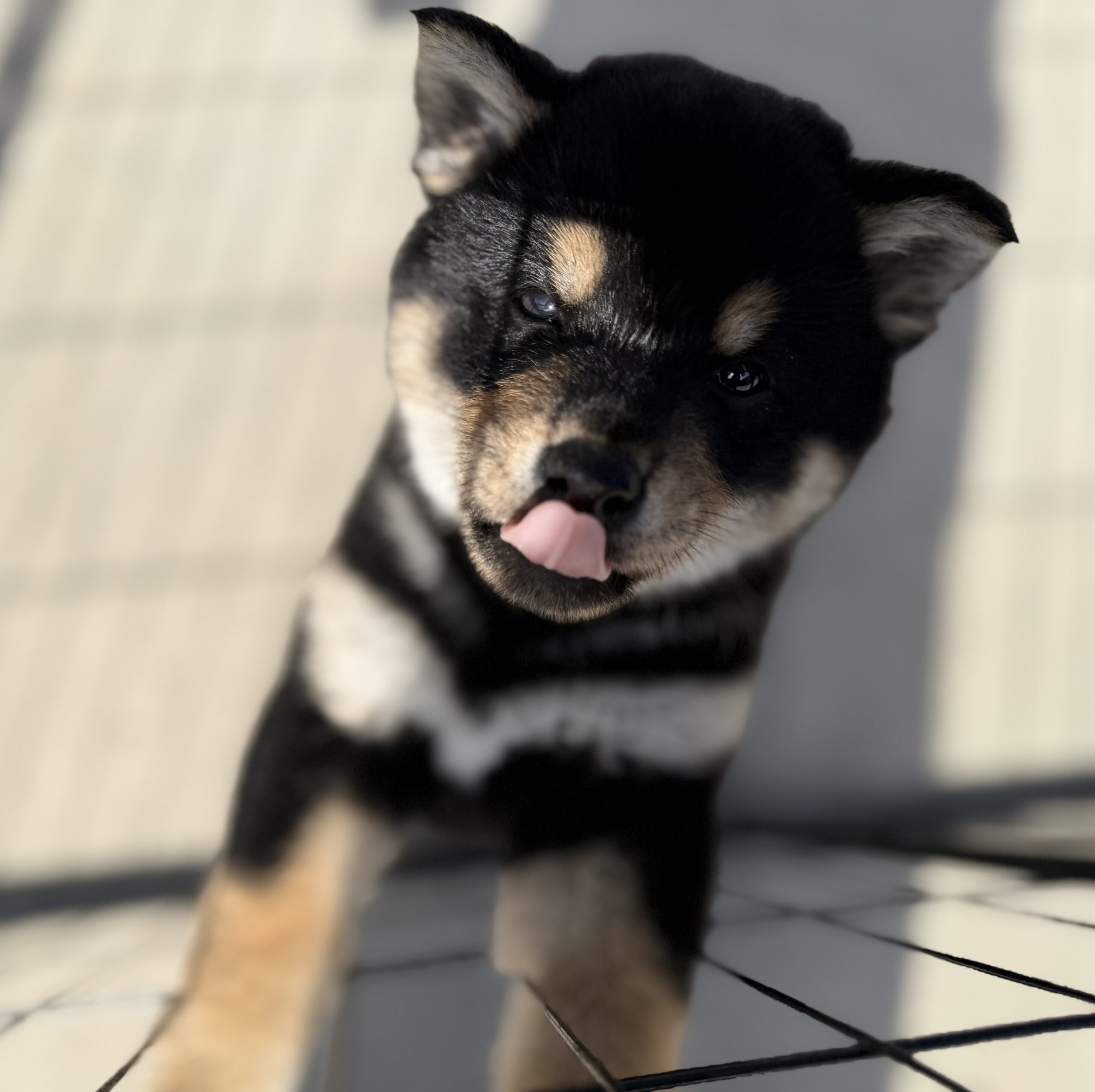 写真6