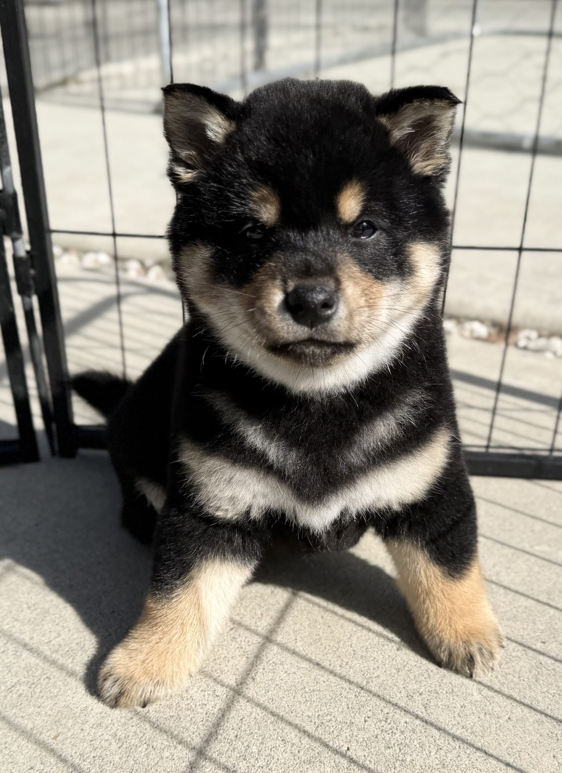 柴犬　オス　ターコイズリボン