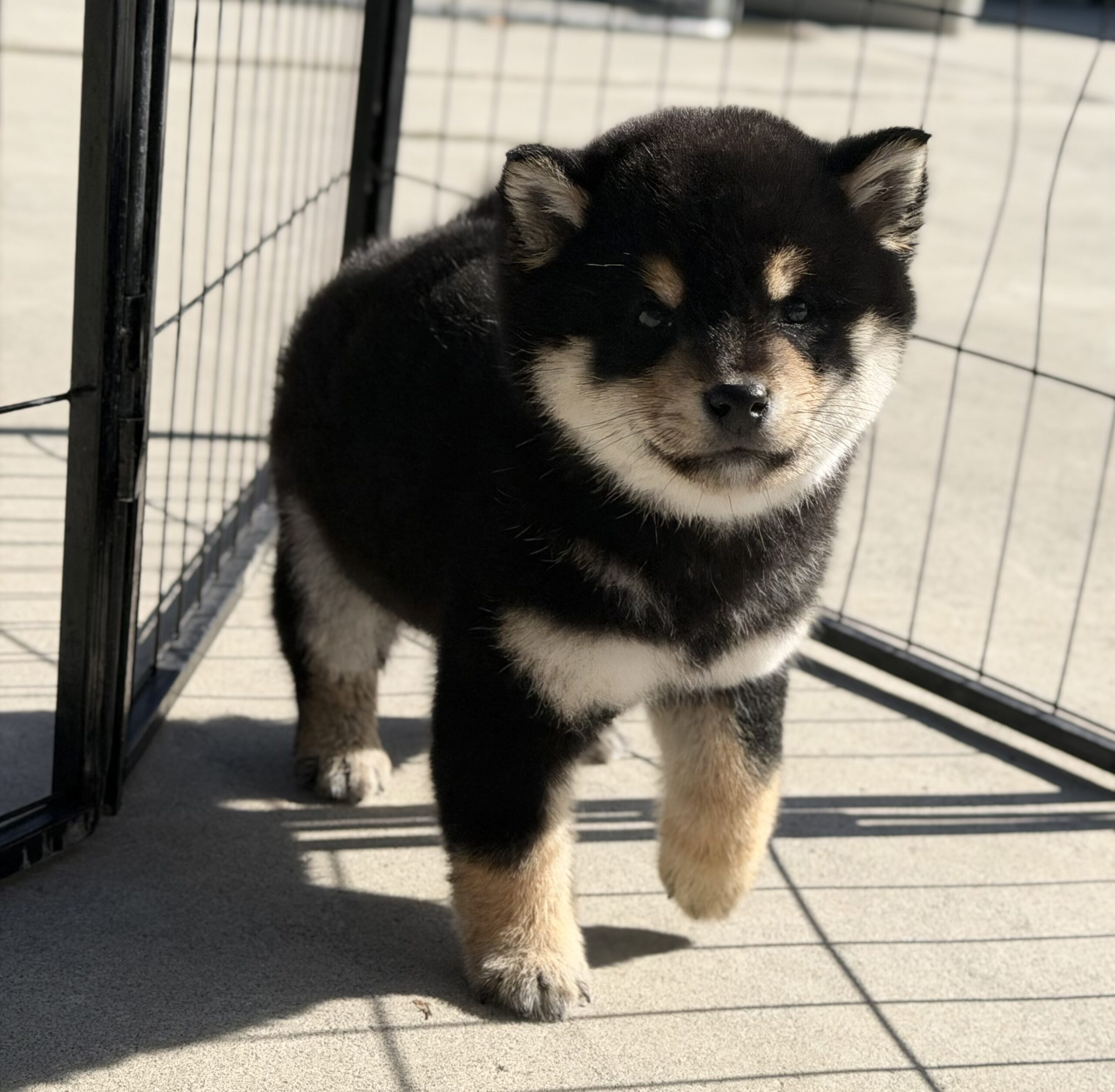 柴犬　オス　緑リボン