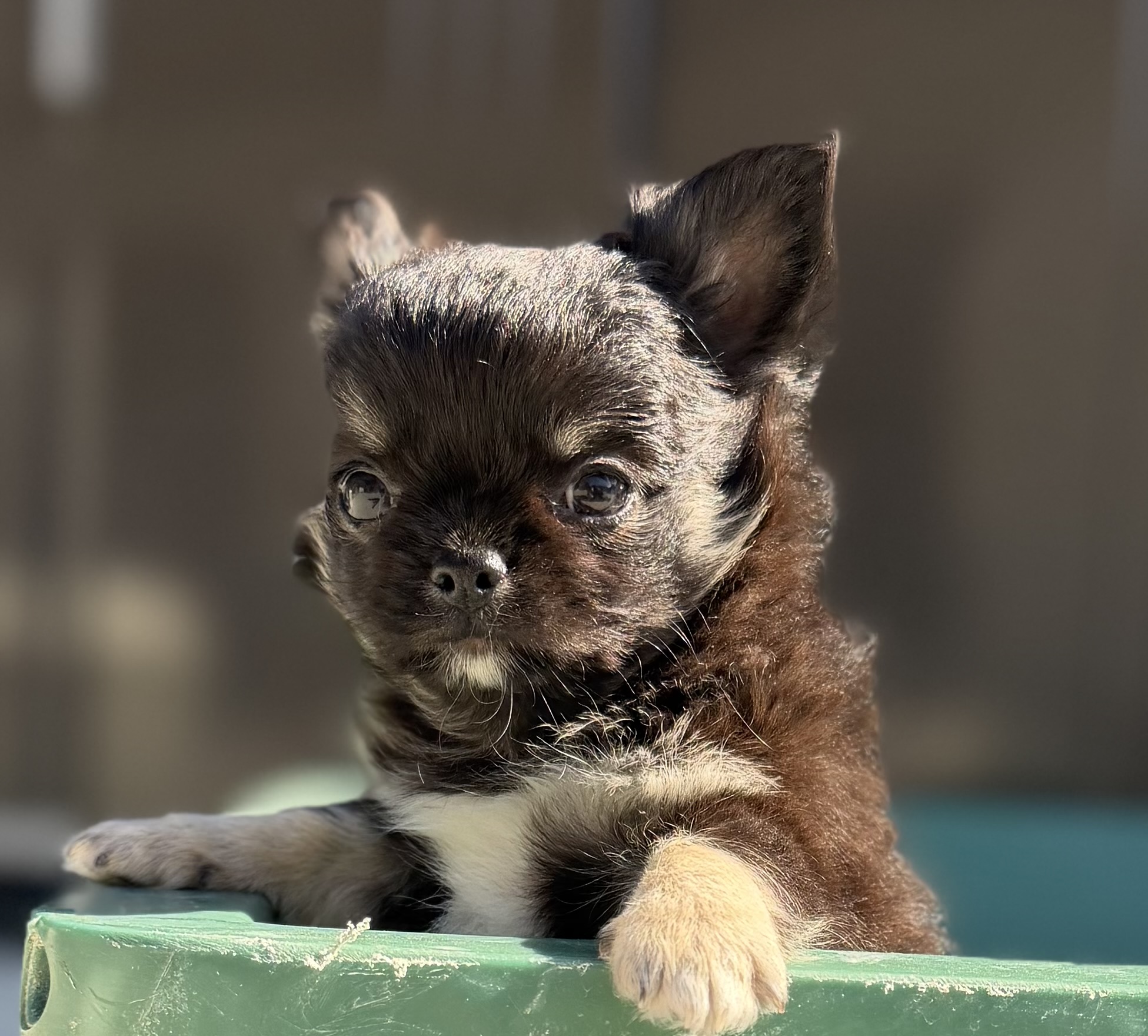 ロングコートチワワ　ブラックタン