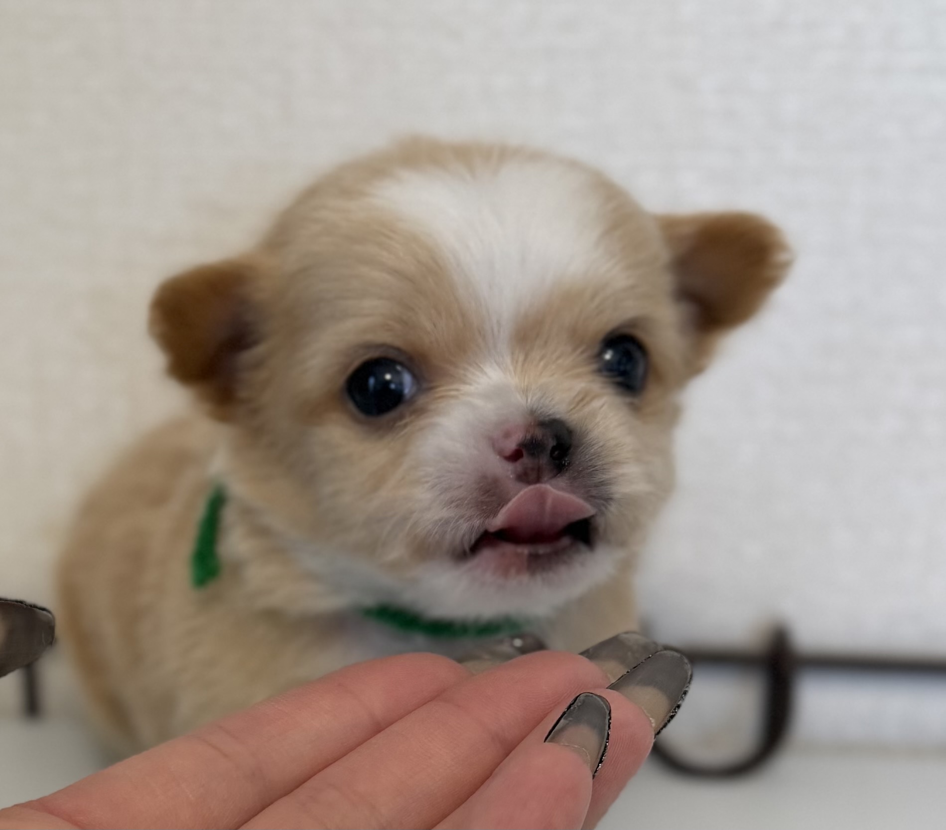 1/9日生まれ　レッド&ホワイト　♂