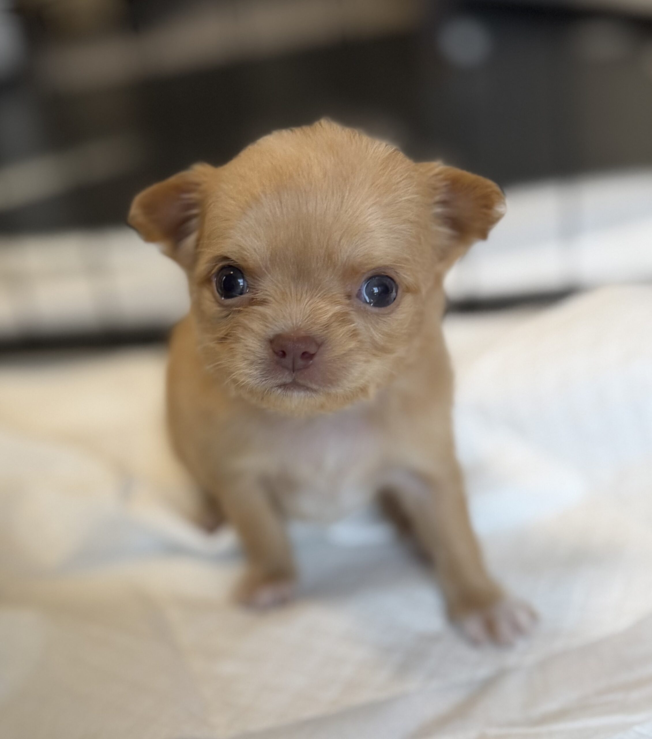 1/9日生まれ　レッド　♀