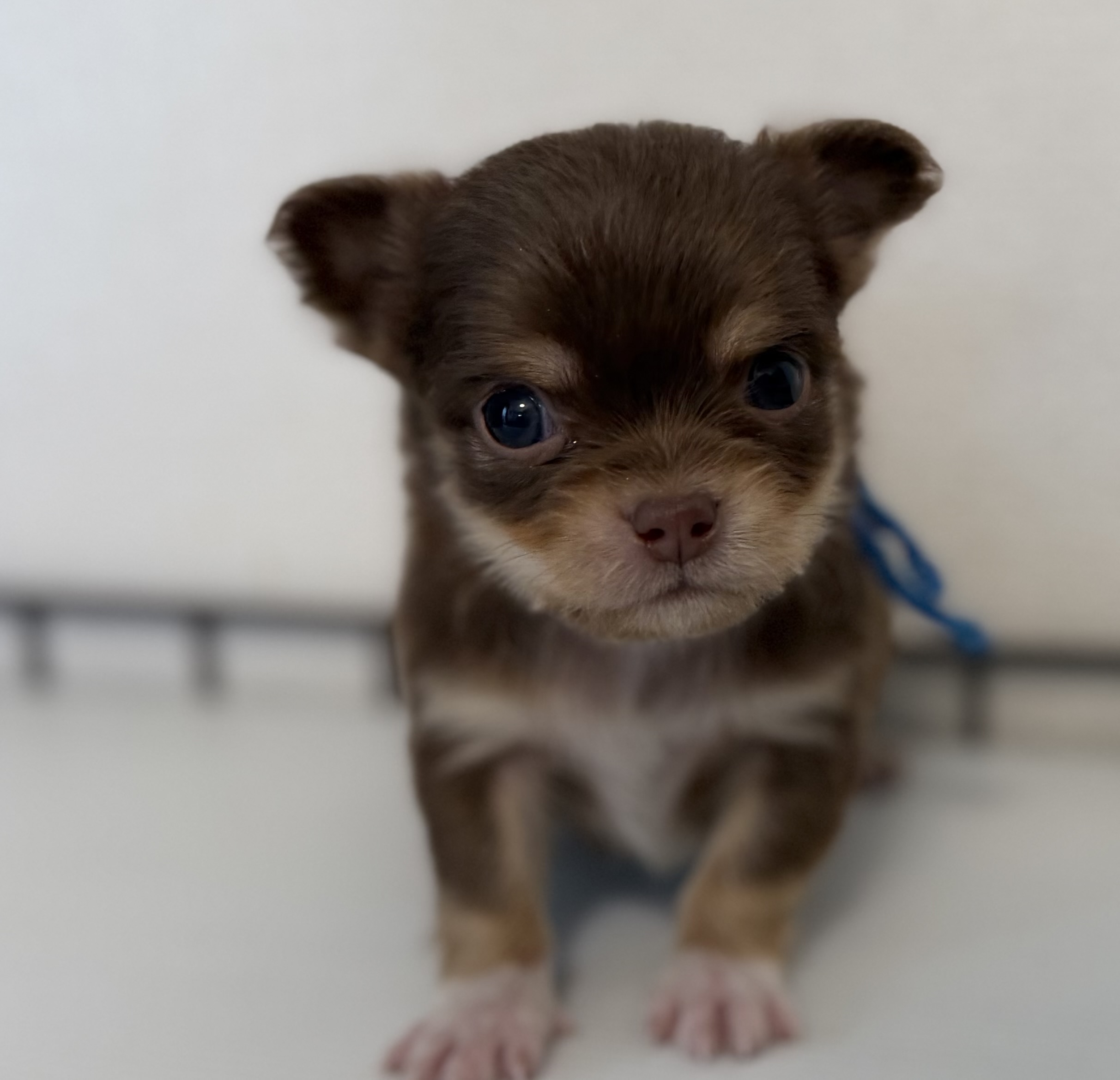 1/9 チョコタンホワイト　♂