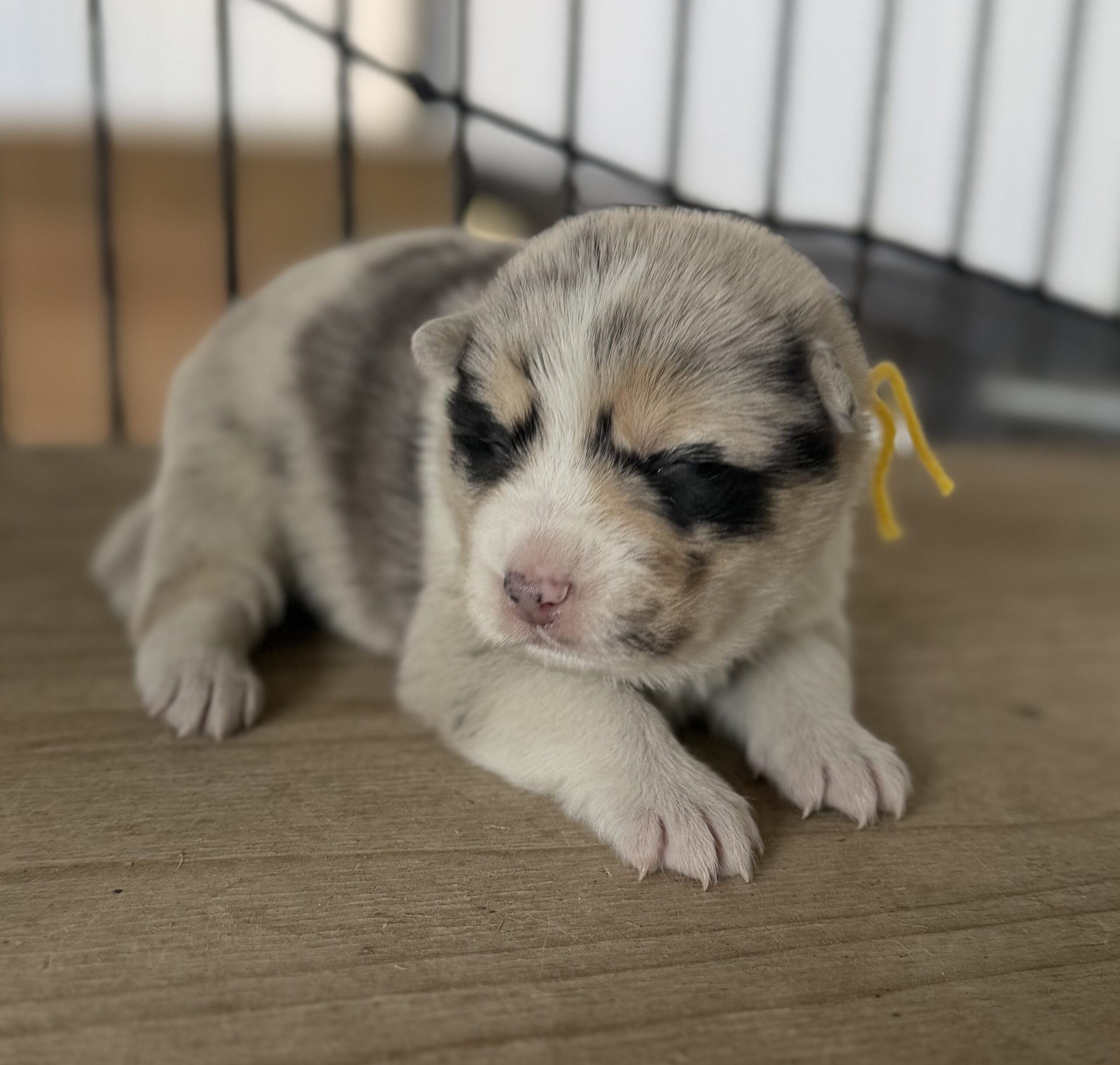 オゥスキー　ブルーマール　黄色リボン