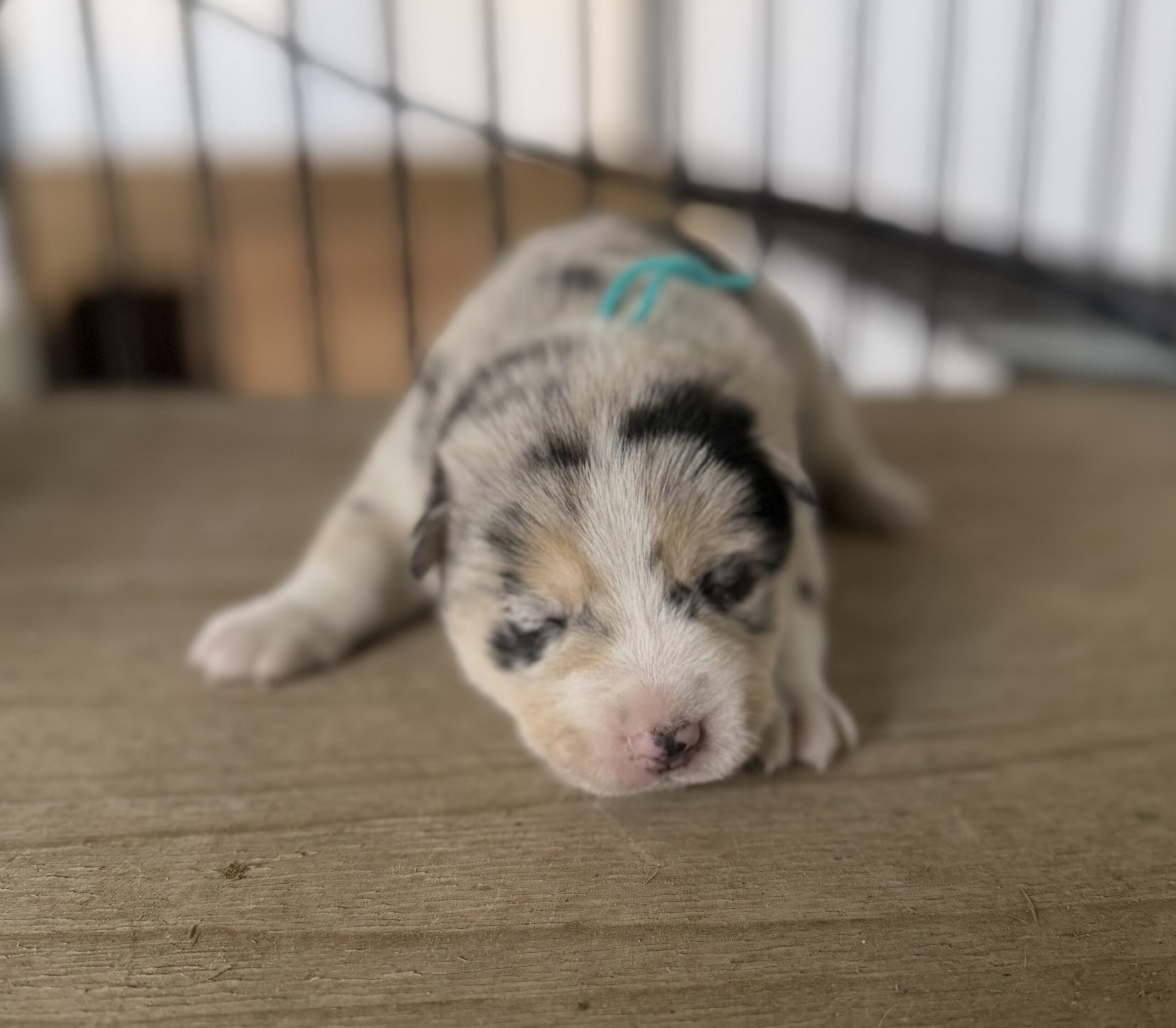 オゥスキー　ブルーマール　ターコイズリボン