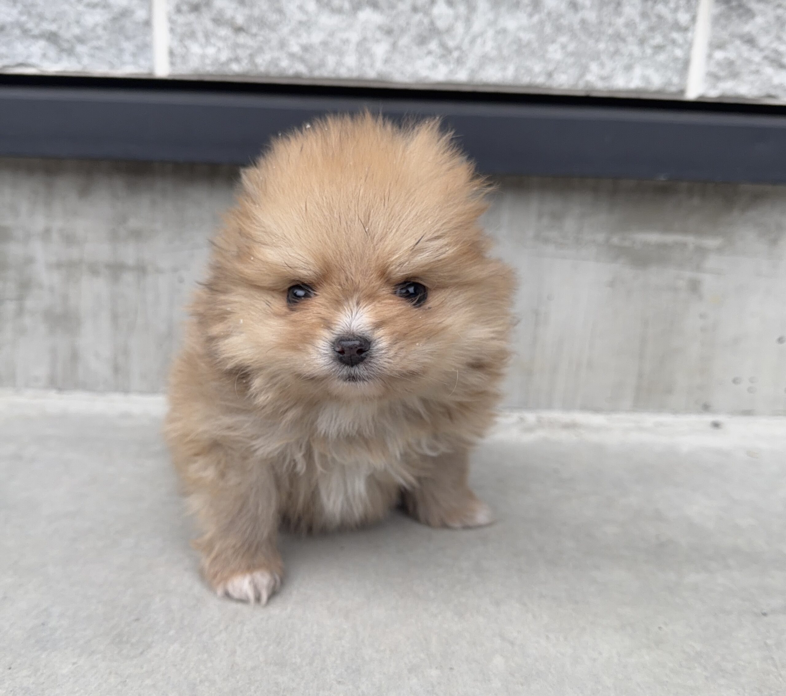 ポメラニアン　オレンジ