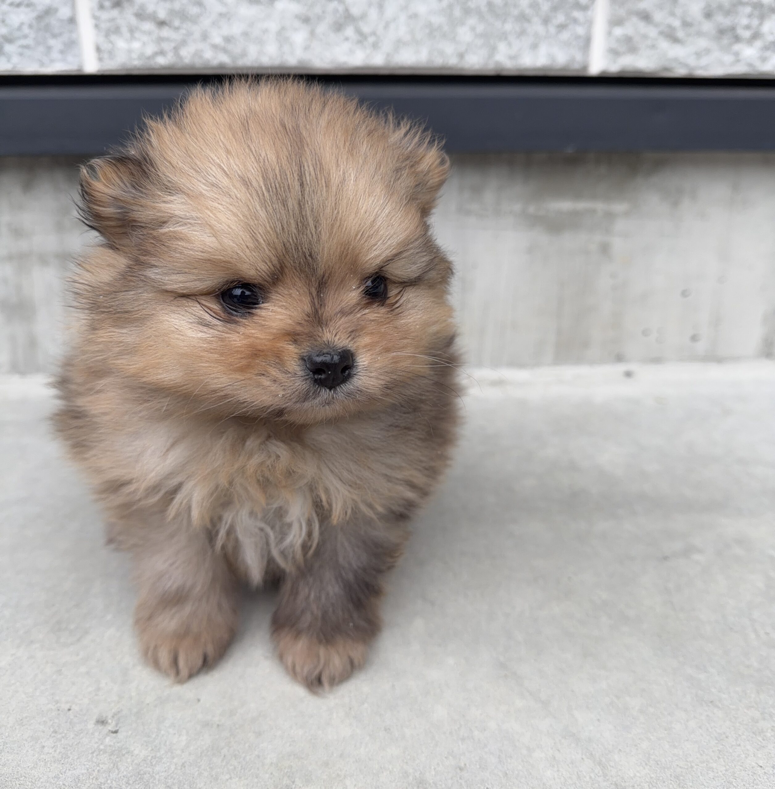 ポメラニアン　オレンジマール