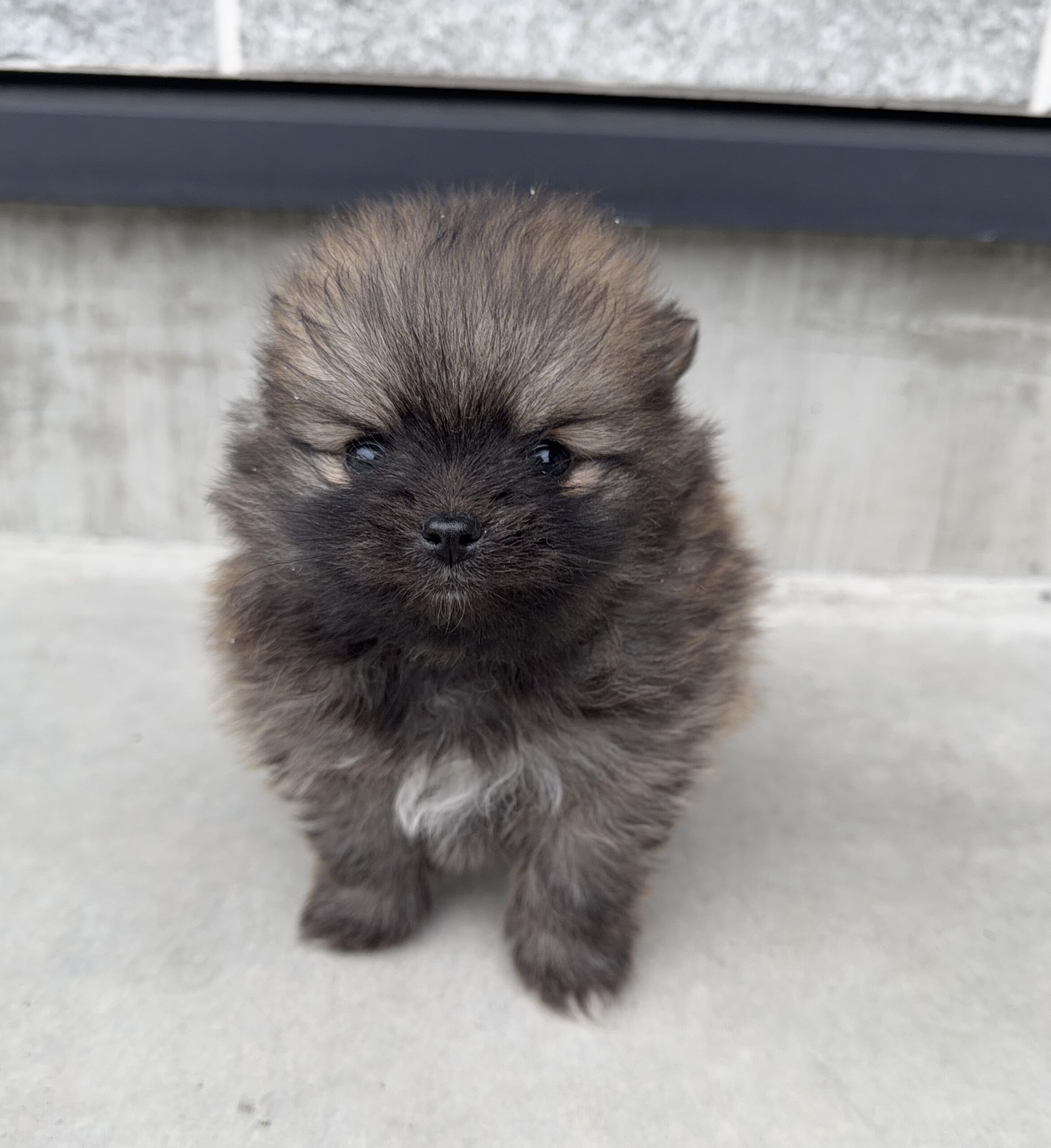 ポメラニアン　オレンジセーブル　メス