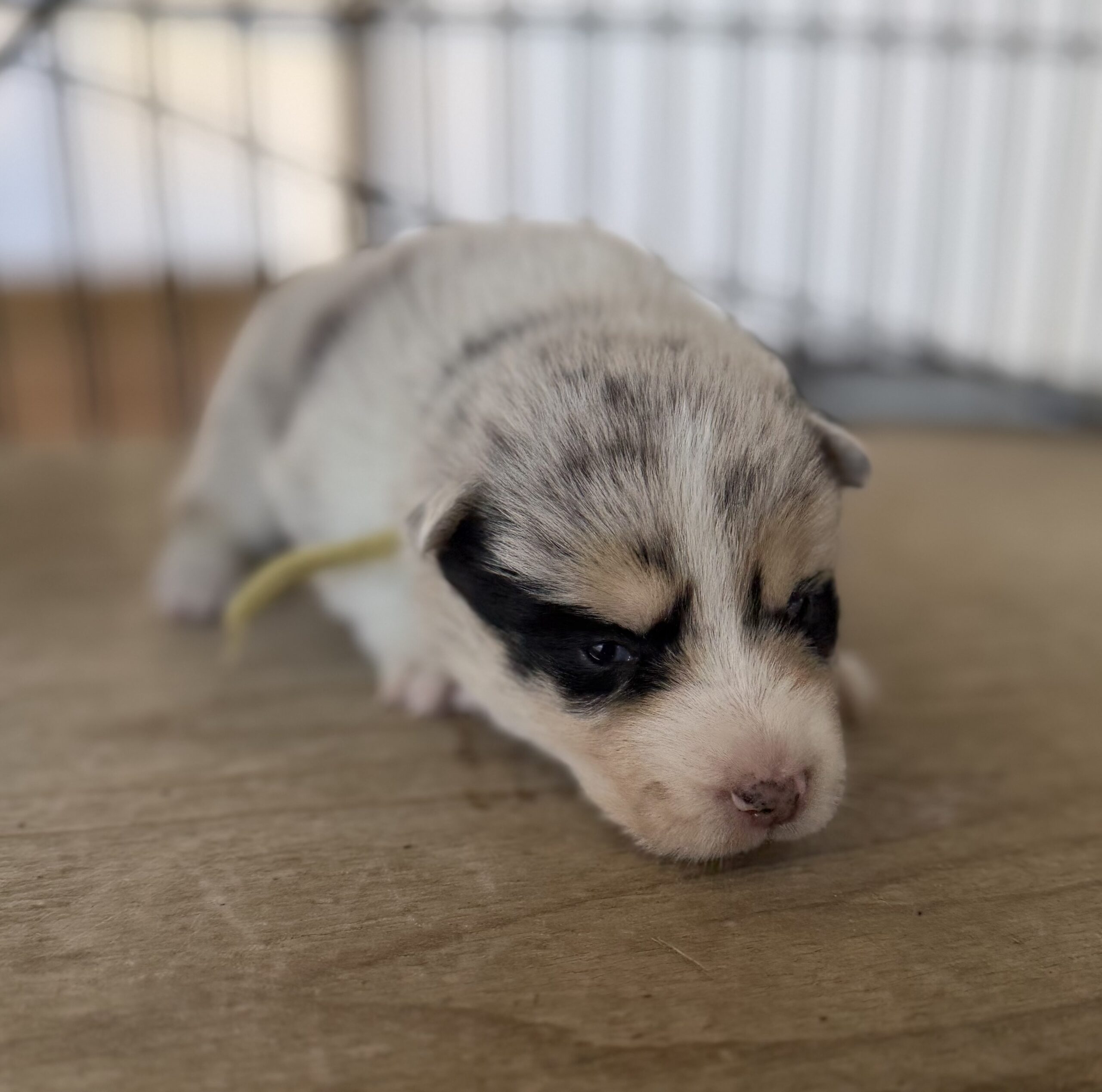 オゥスキー　ブルーマール　黄色リボン