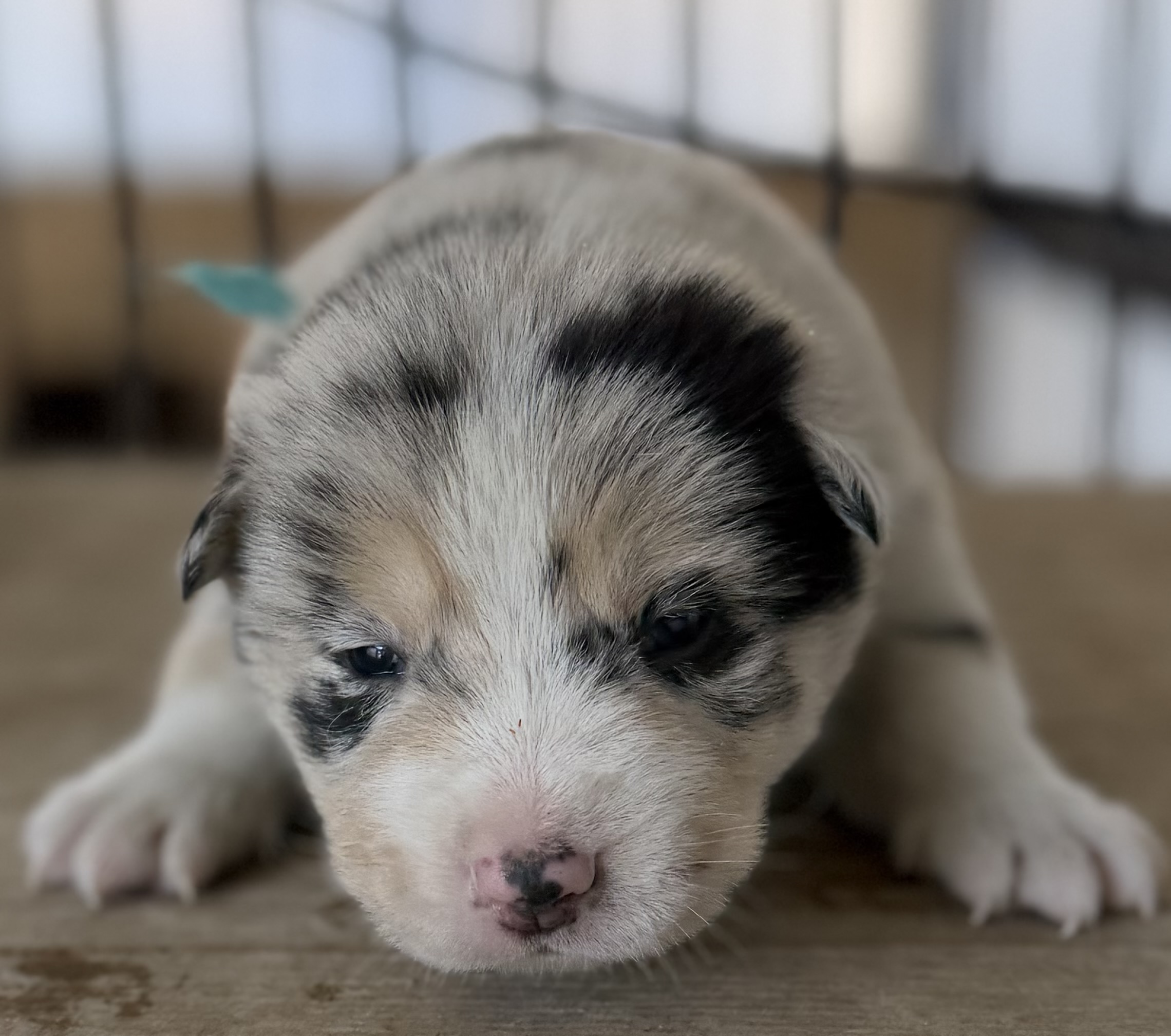 オゥスキー　ブルーマール　ターコイズリボン