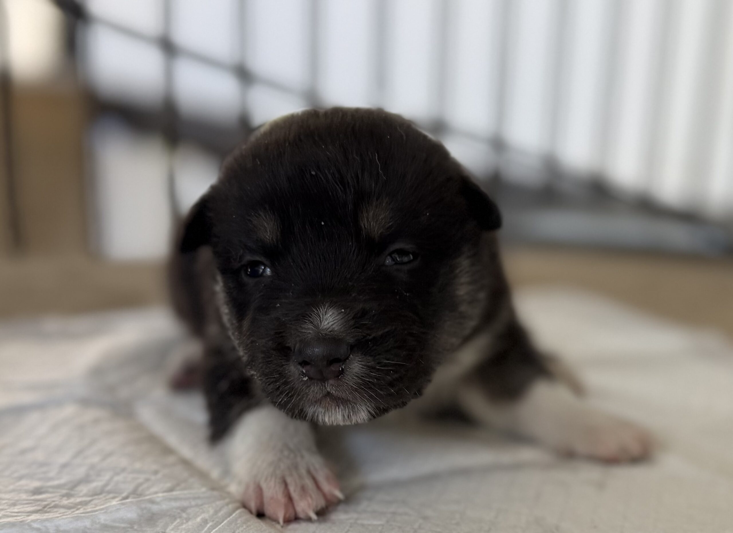 オゥスキー　ブラックタンホワイト　黄緑リボン