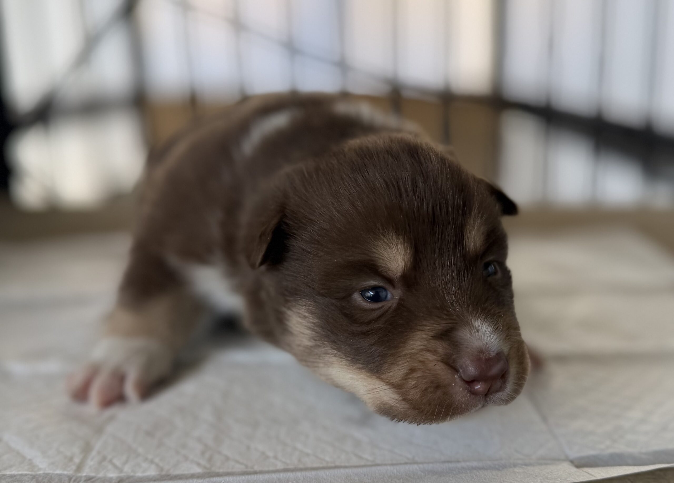 オゥスキー　チョコタンホワイト