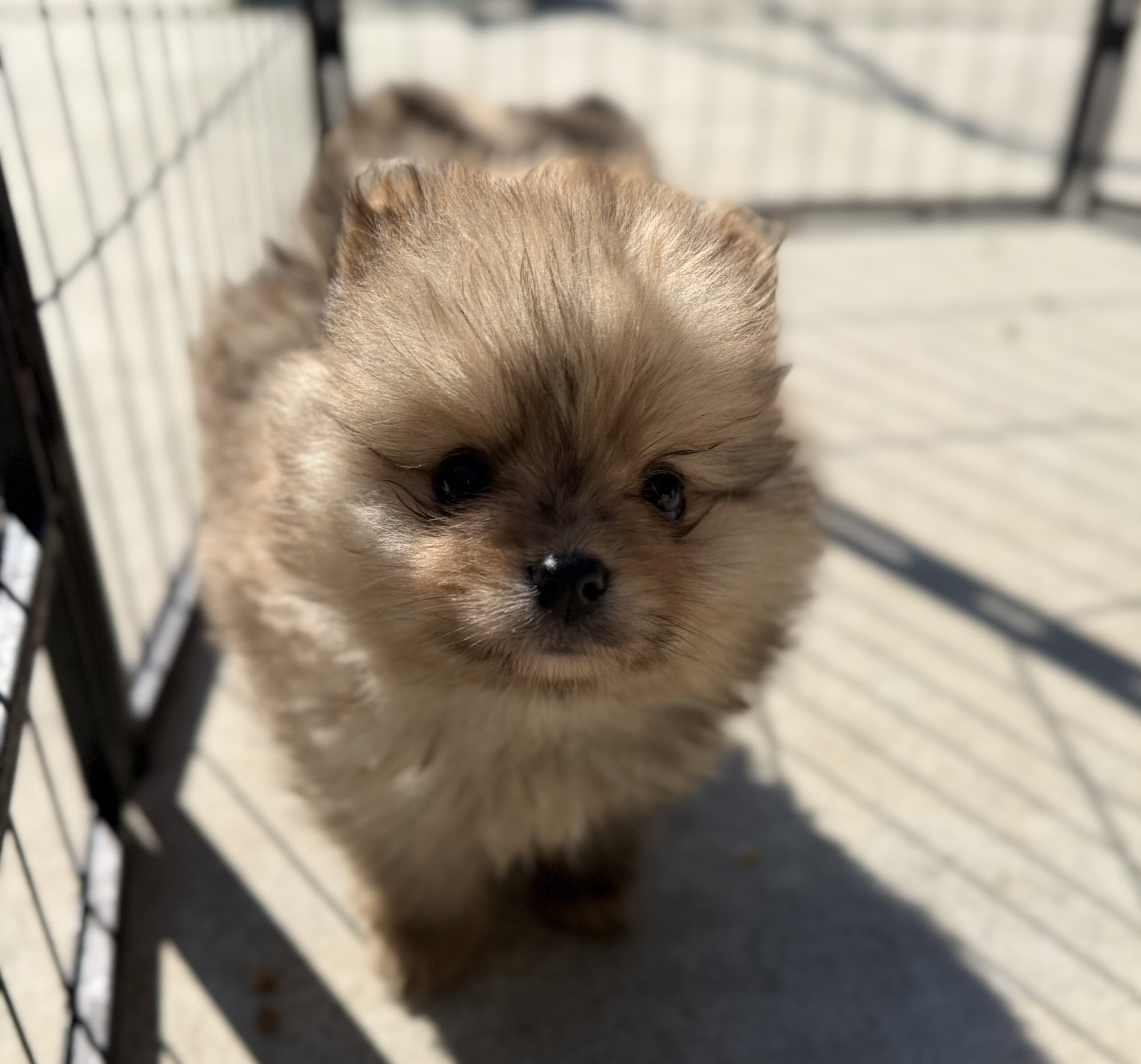 ポメラニアン　オレンジマール