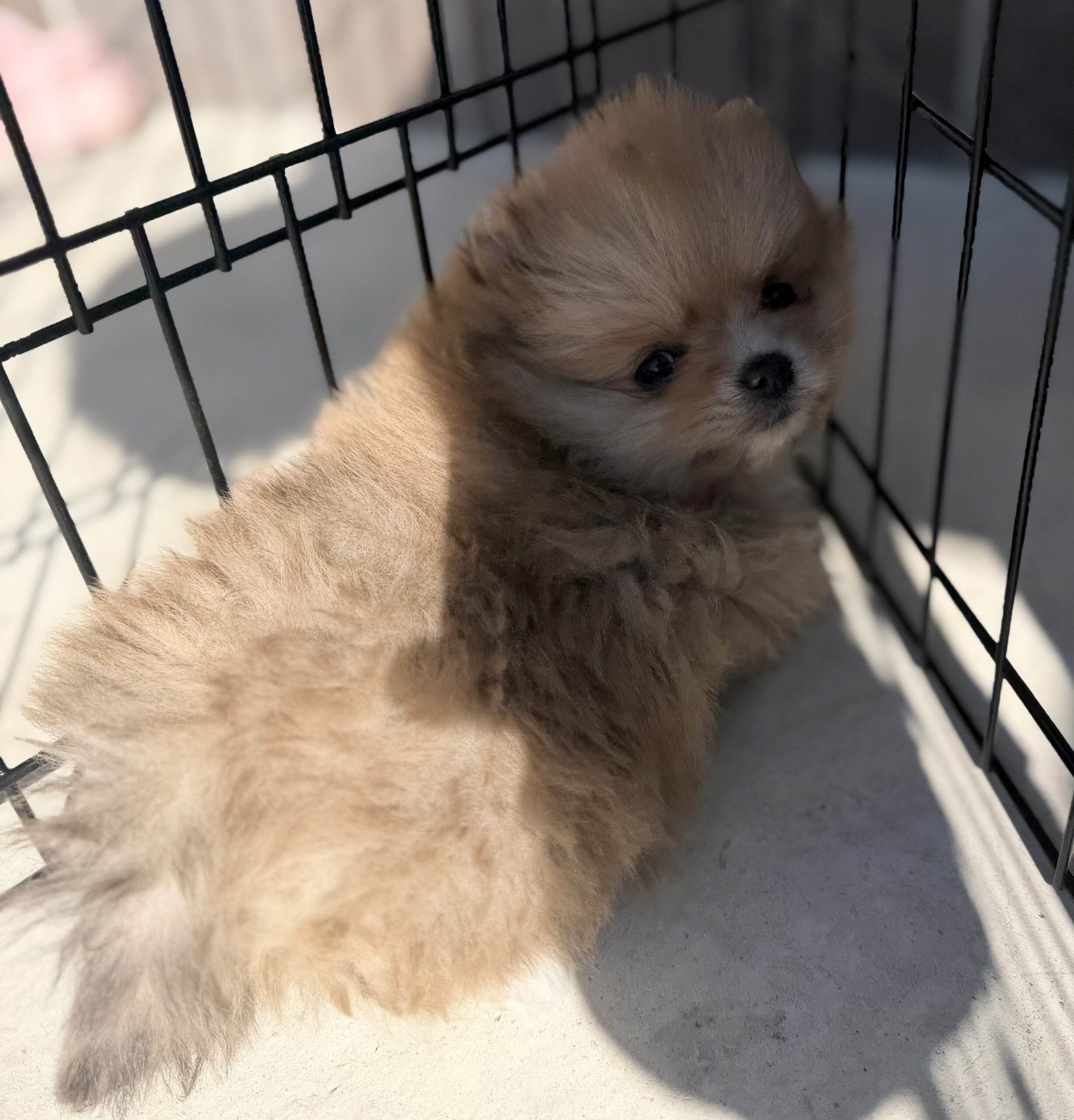 ポメラニアン　オレンジ