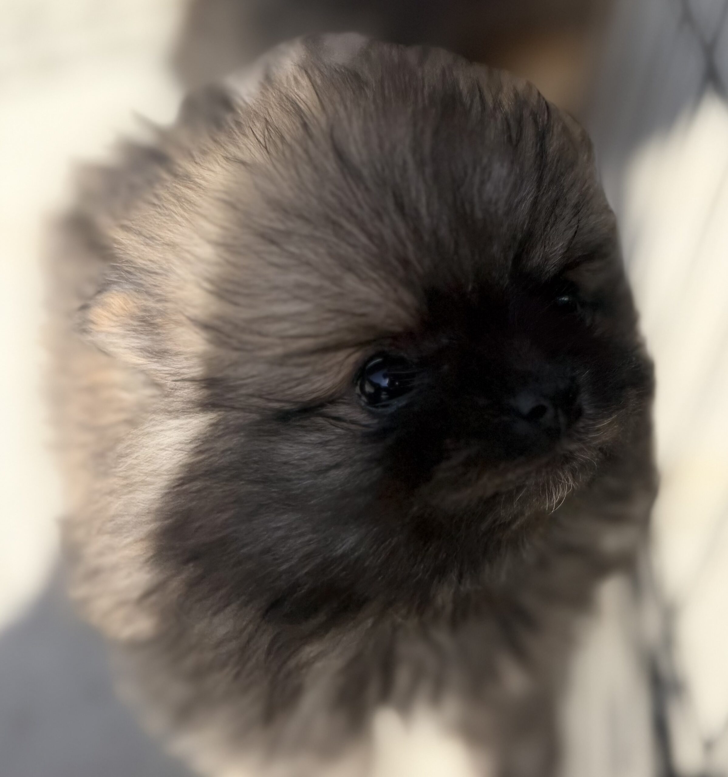 ポメラニアン　オレンジセーブル　メス