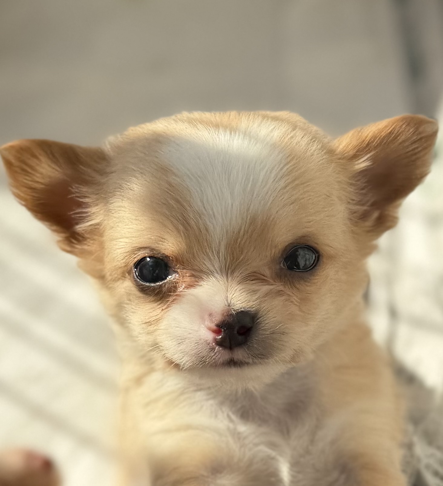 1/9日生まれ　レッド&ホワイト　♂