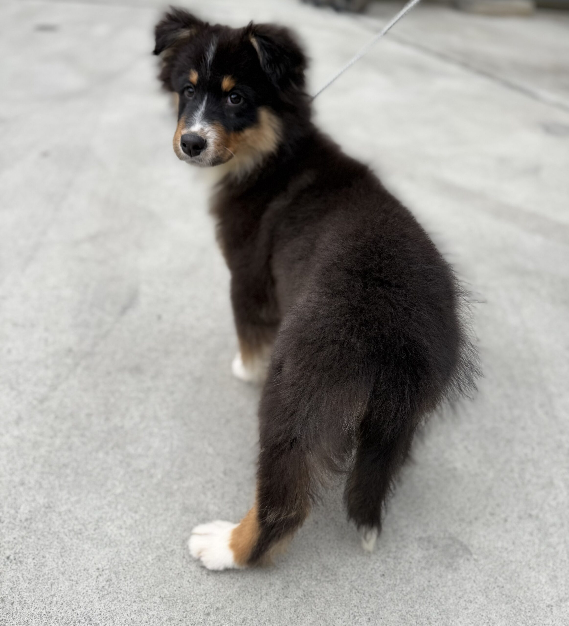 オーストラリアンシェパードブラックトライ オス 緑リボン