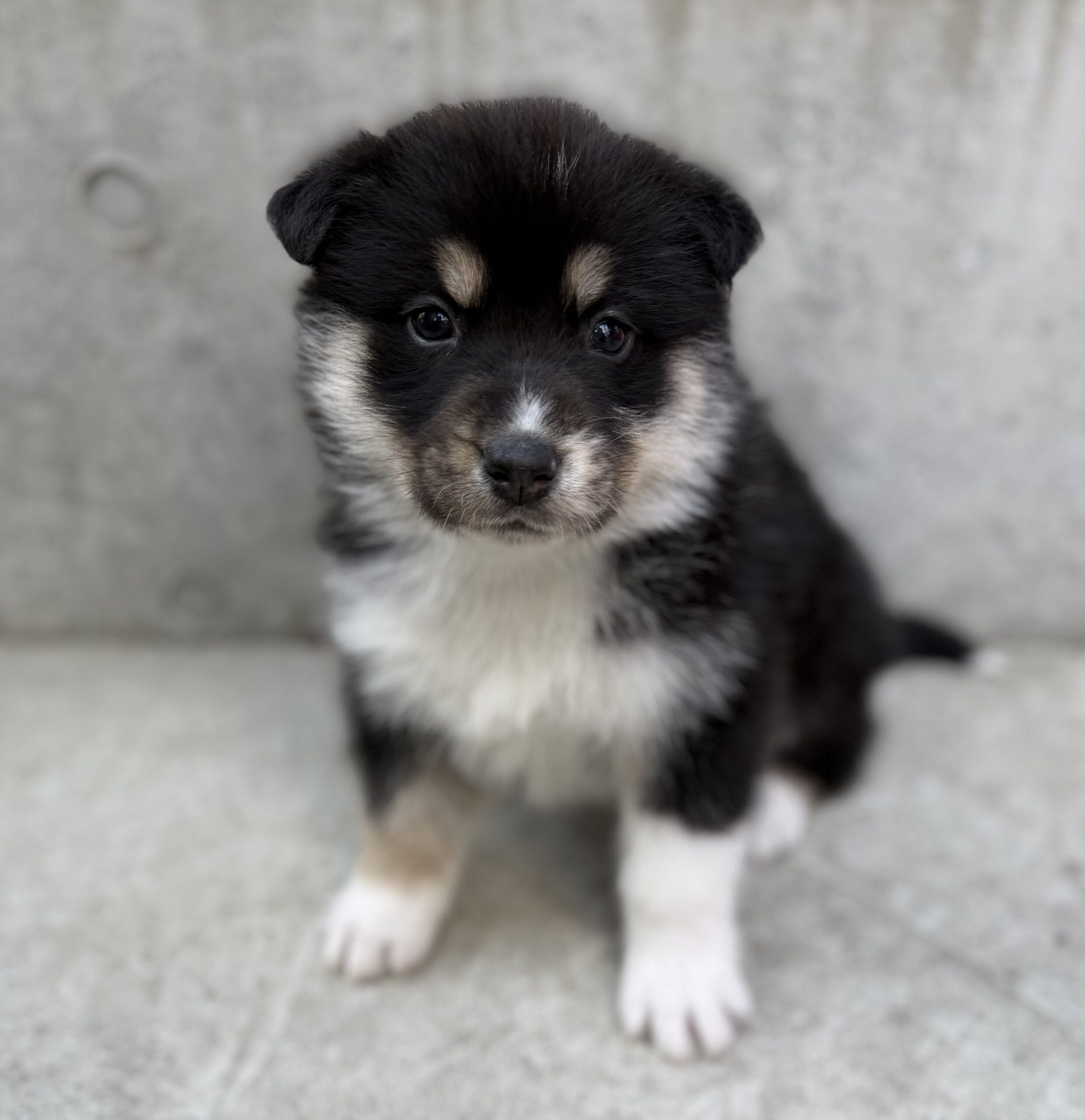 オゥスキー　ブラックタンホワイト　赤リボン