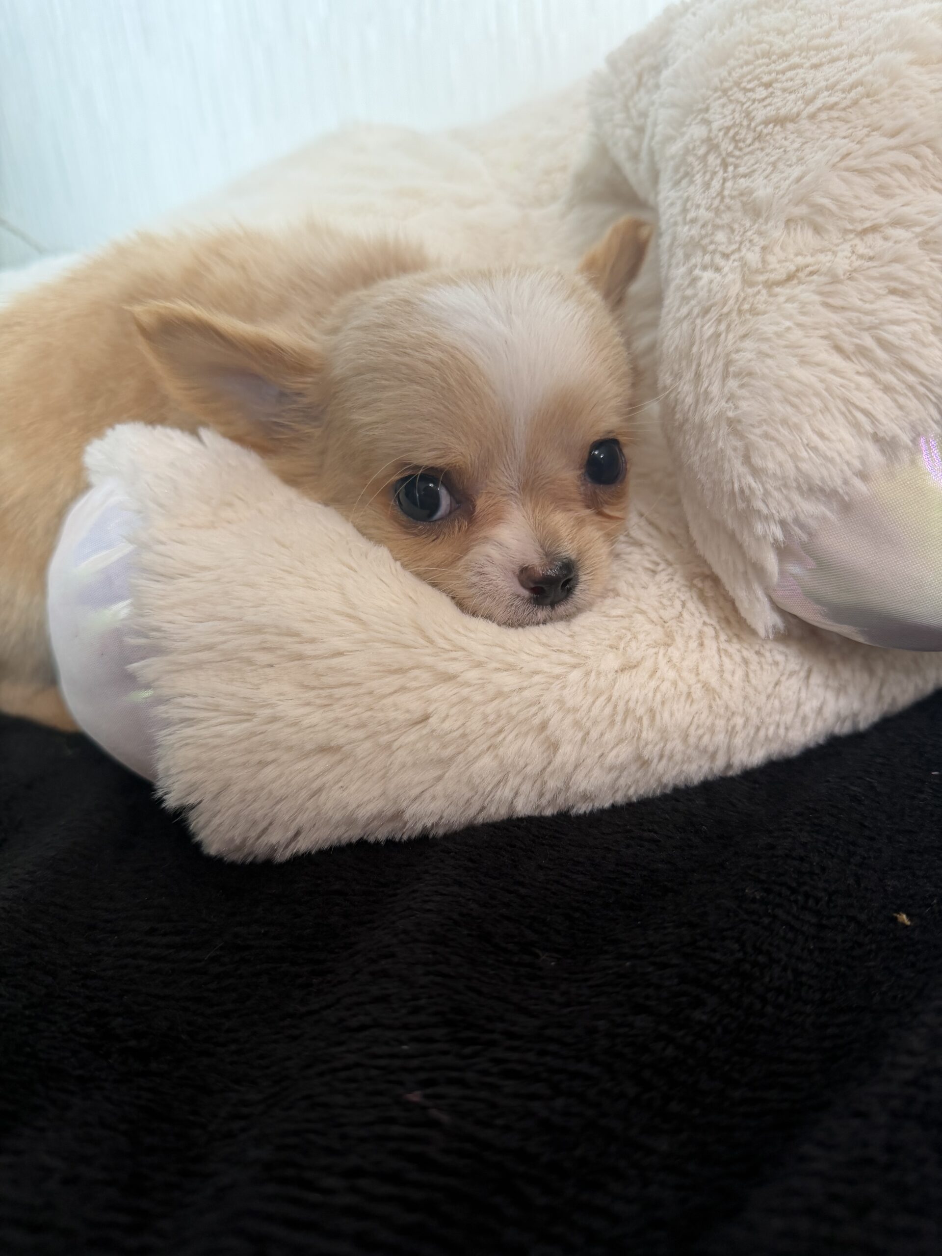 1/9日生まれ　レッド&ホワイト　♂