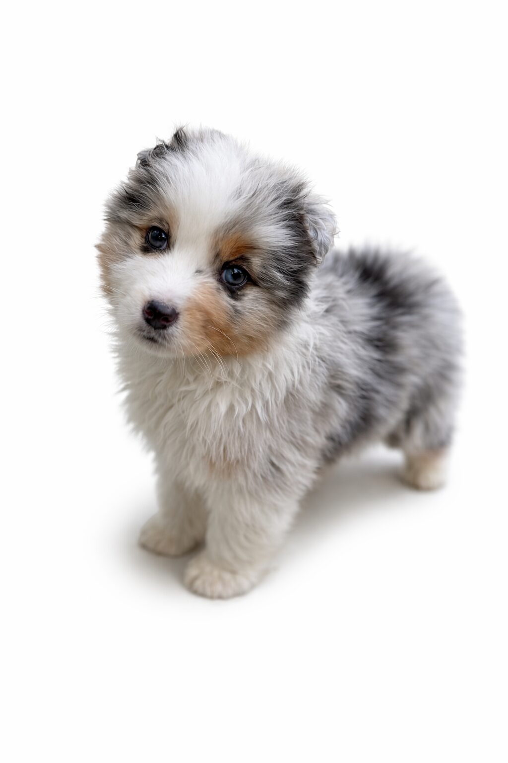 12月30日オーストラリアンシェパード　BM♂