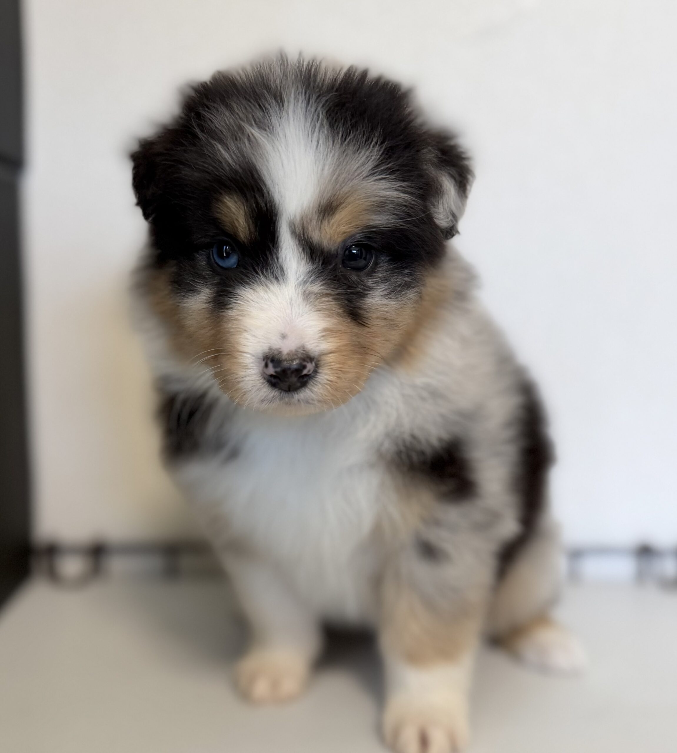 オーストラリアンシェパード　ブルーマール　メス