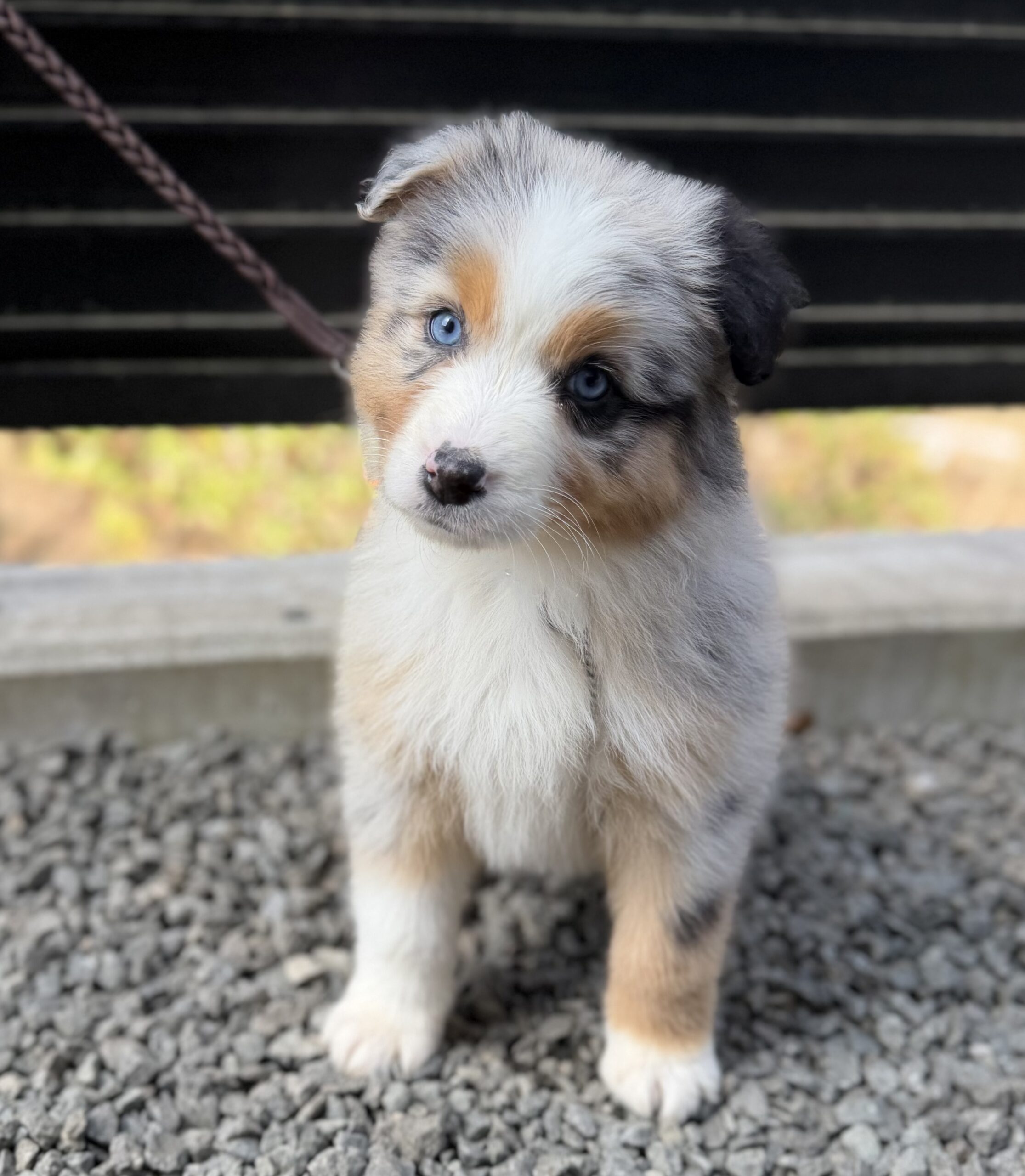 オーストラリアンシェパード　ブルーマール　メス