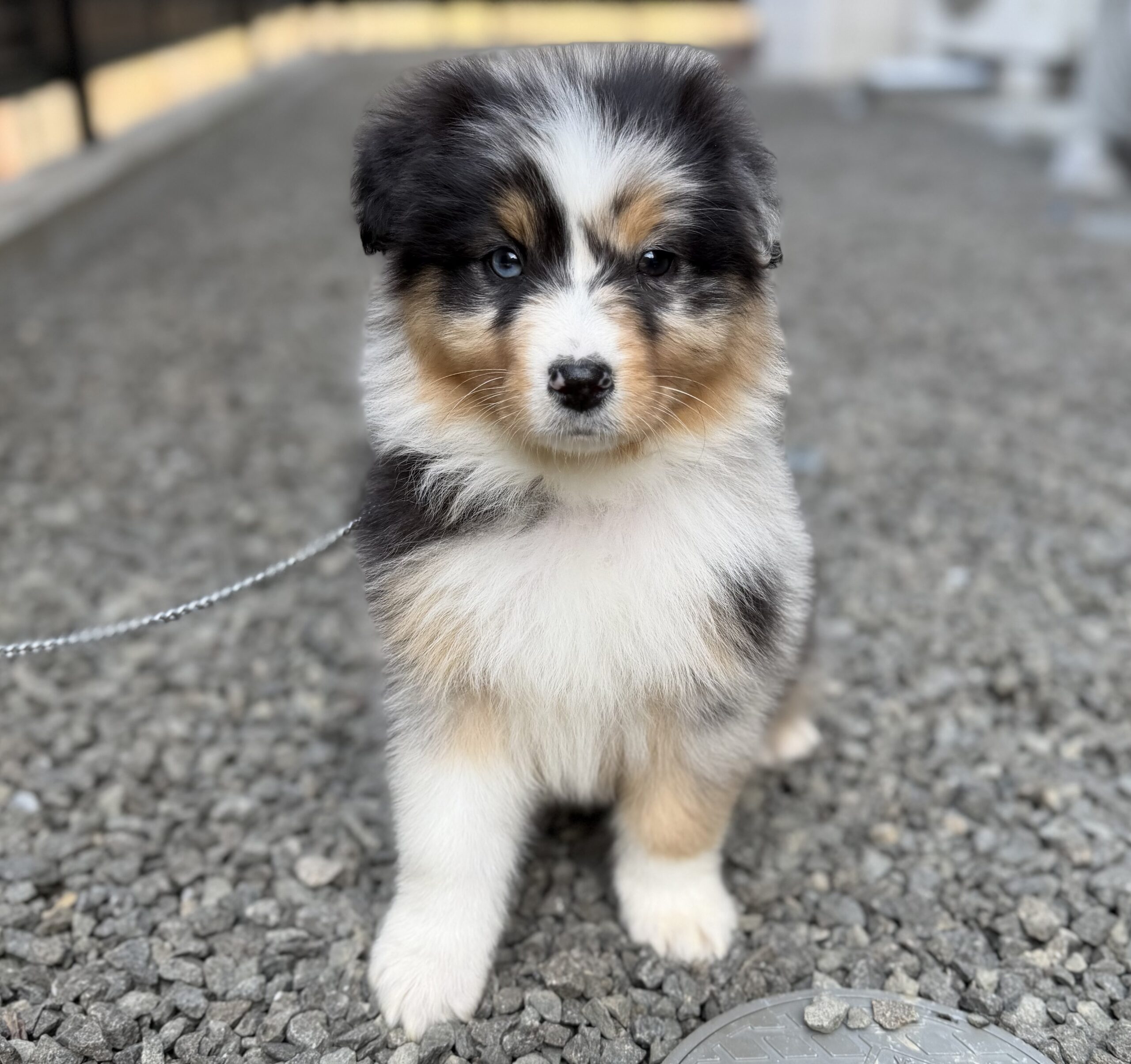 オーストラリアンシェパード　ブルーマール　メス