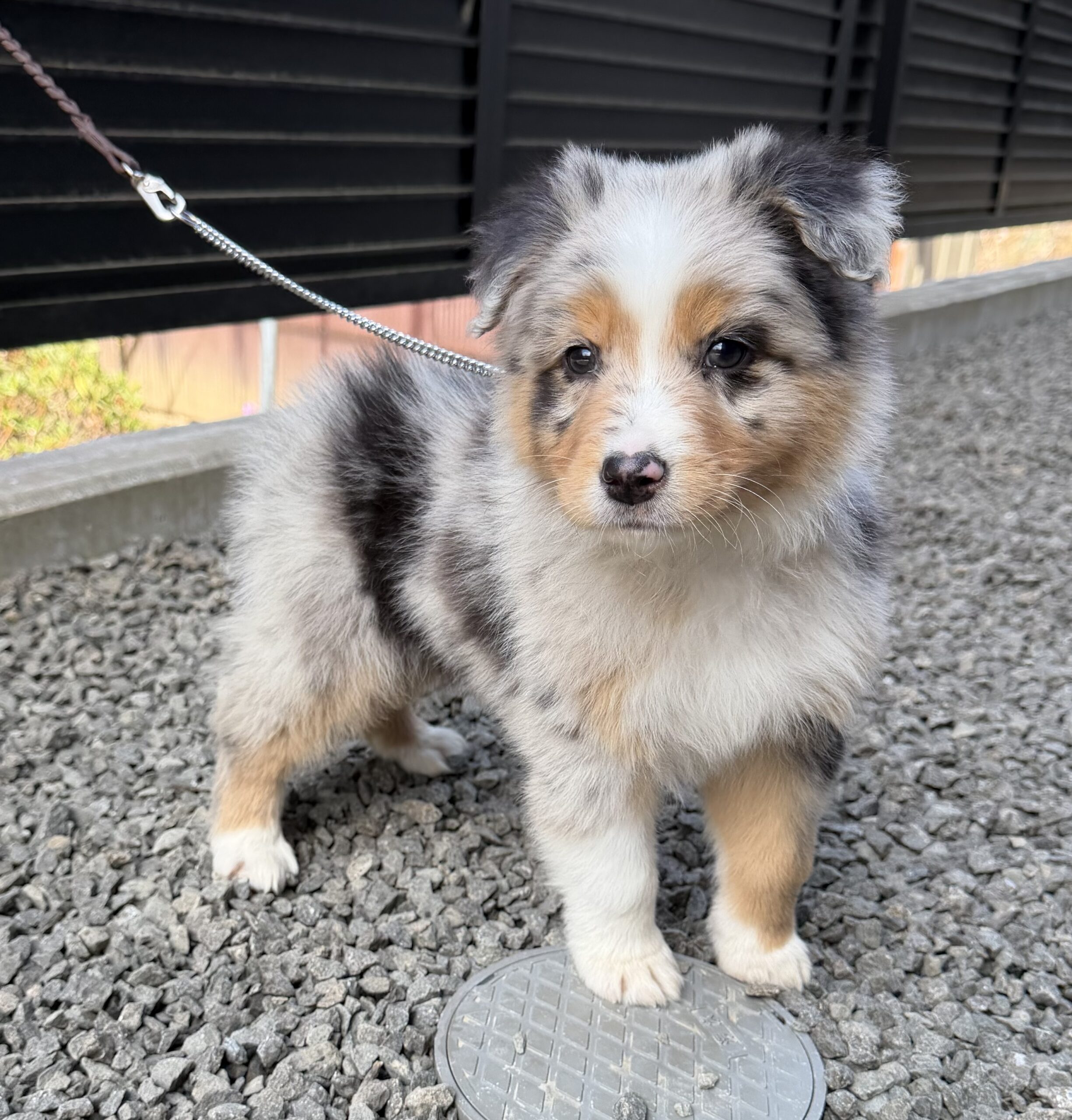 オーストラリアンシェパード　ブルーマール　オス