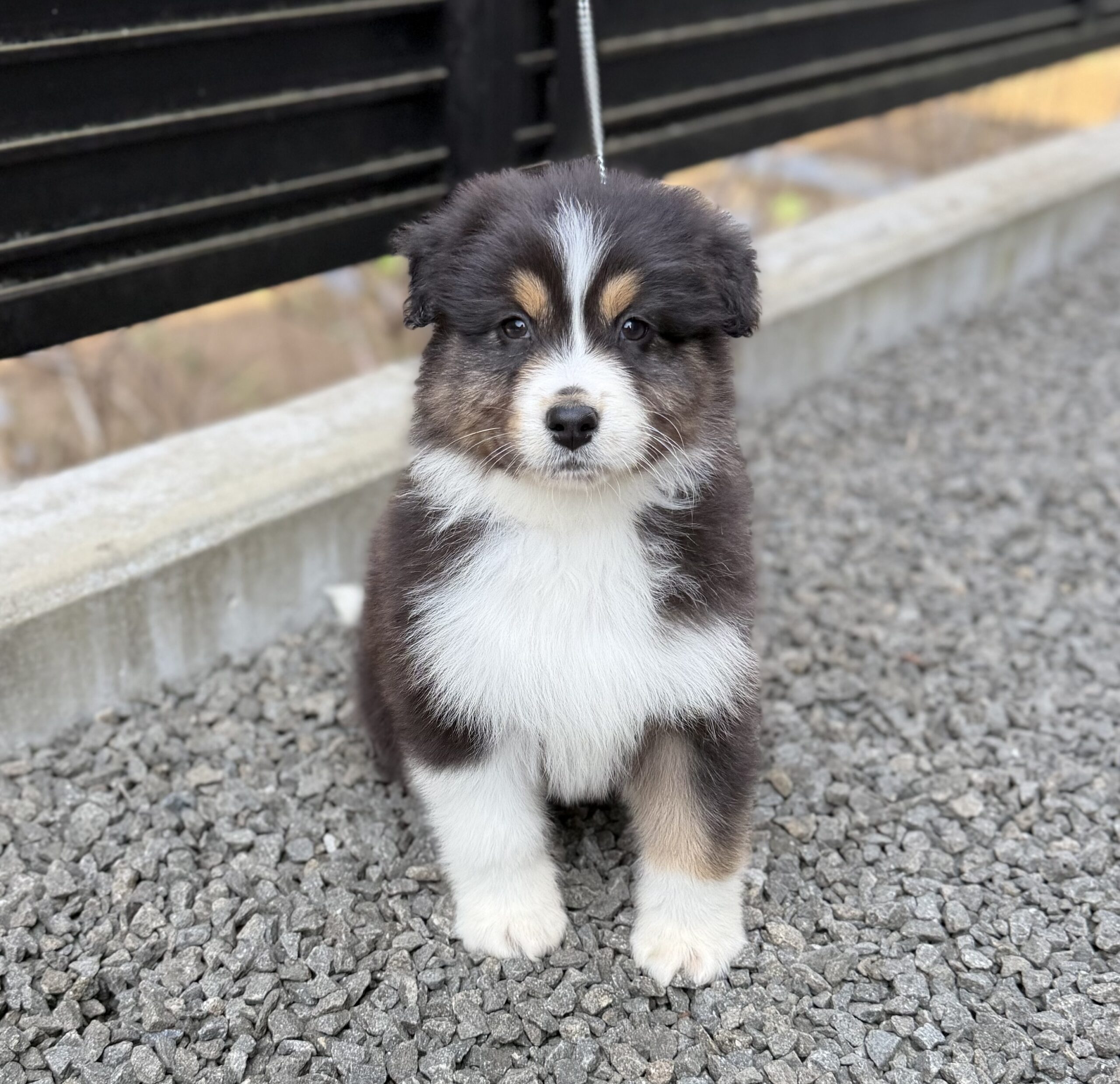 オーストラリアンシェパード　ブラックトライ　オス