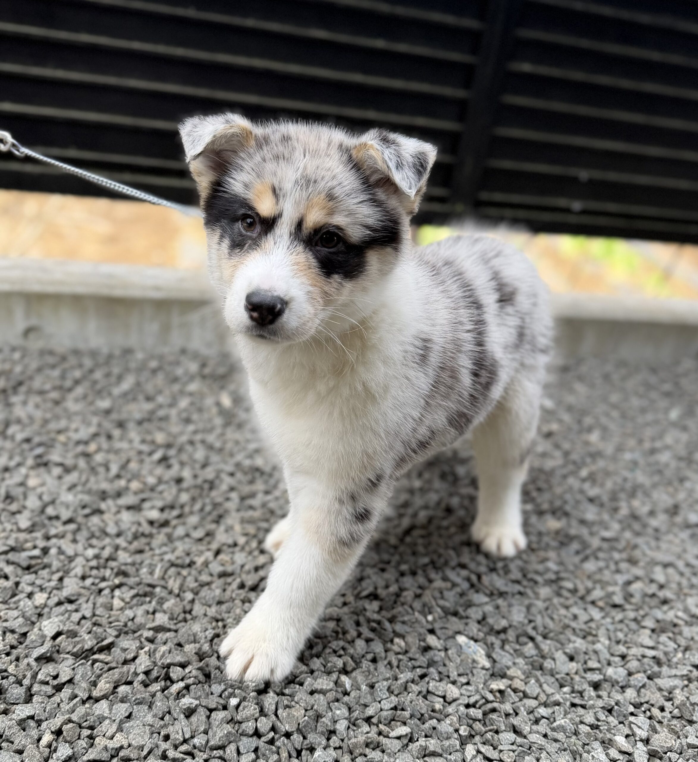 オゥスキー　ブルーマール　黄色リボン