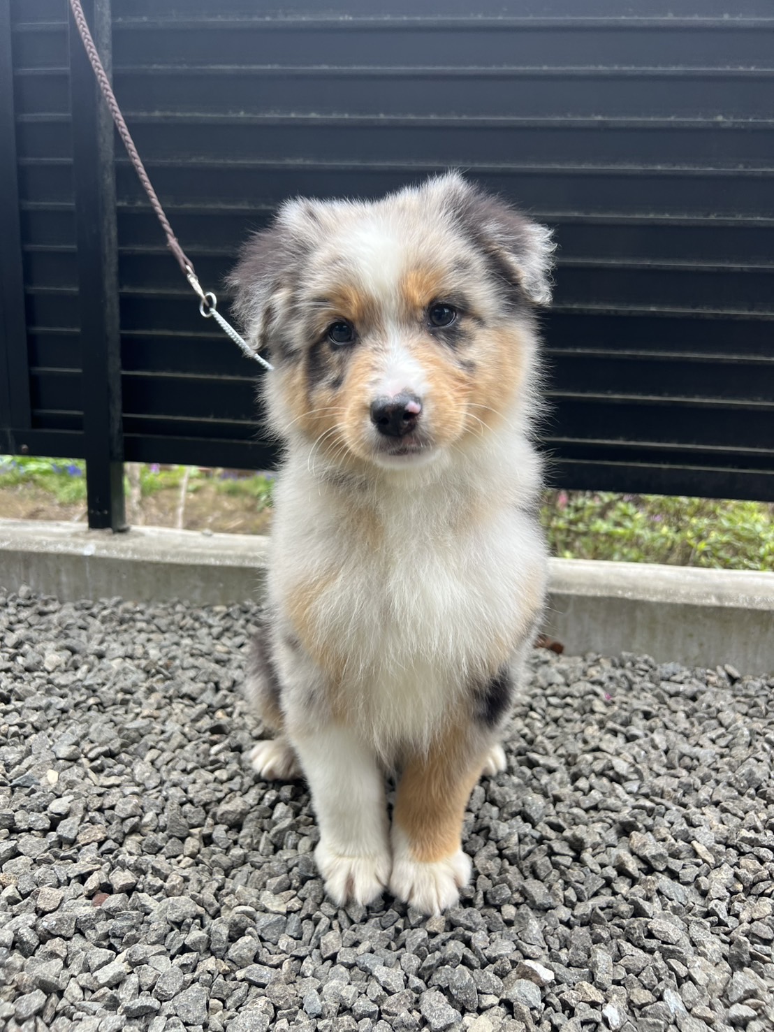 オーストラリアンシェパード　ブルーマール　オス