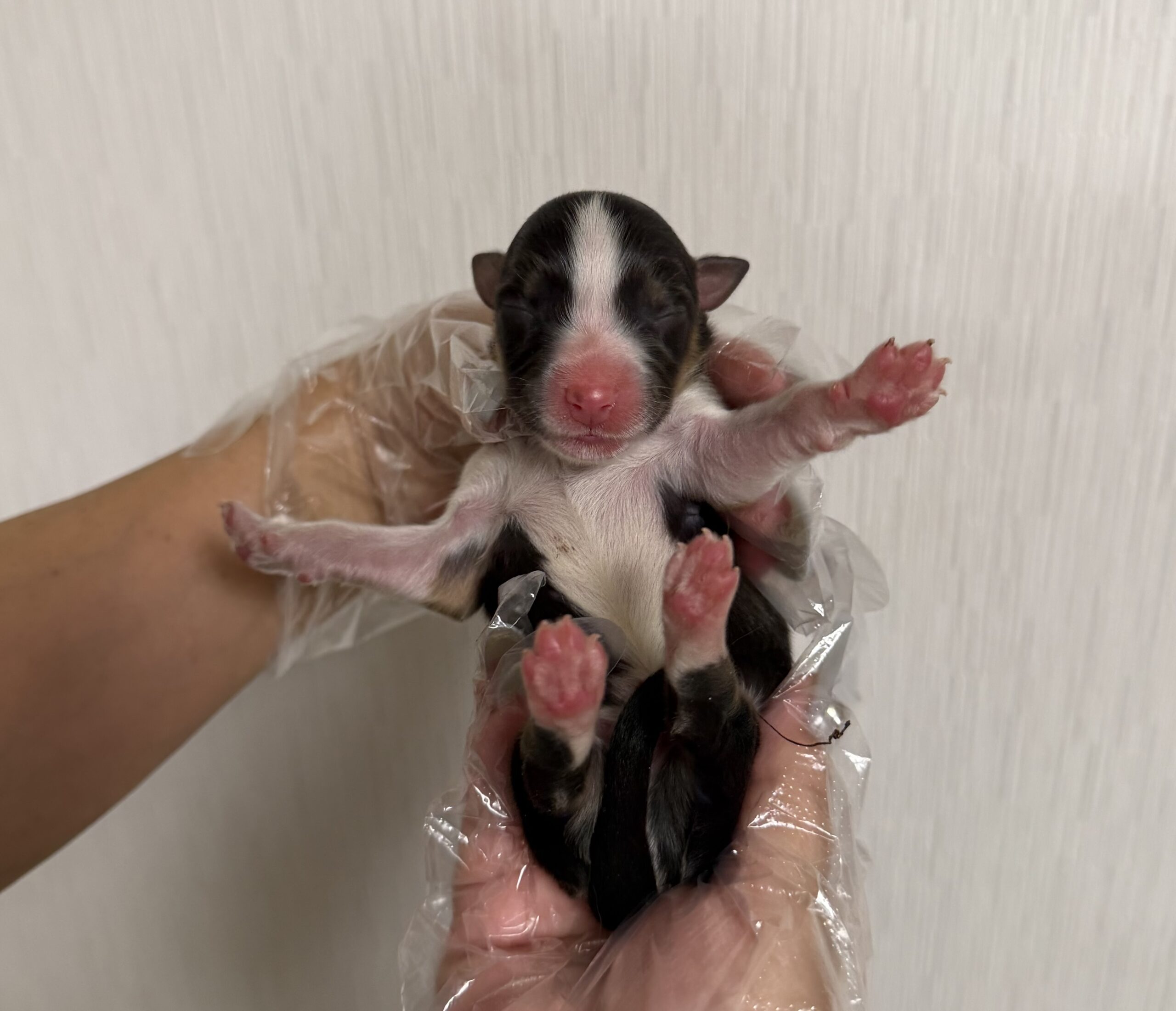 オーストラリアンシェパード　ブラックトライ　メス