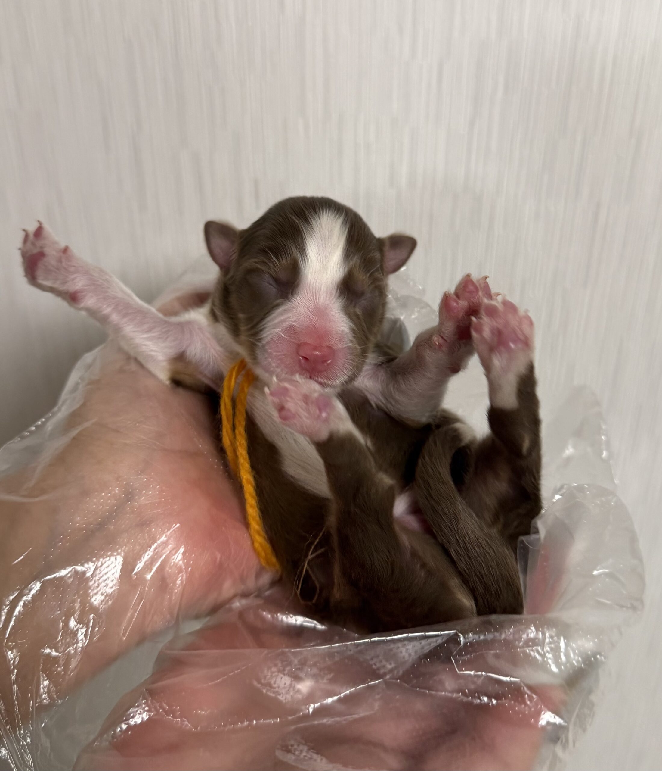 オーストラリアンシェパード　レッドトライ　オレンジリボン