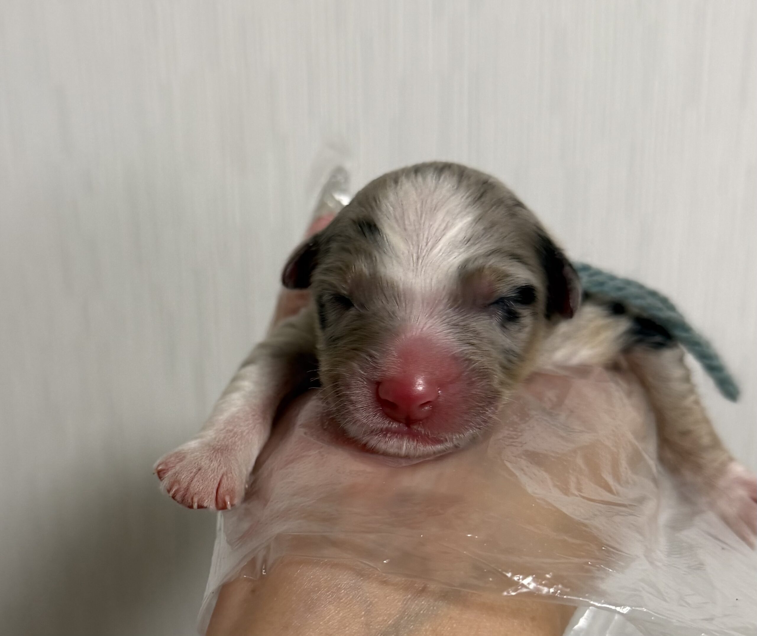 オーストラリアンシェパード　ブルーマール　オス