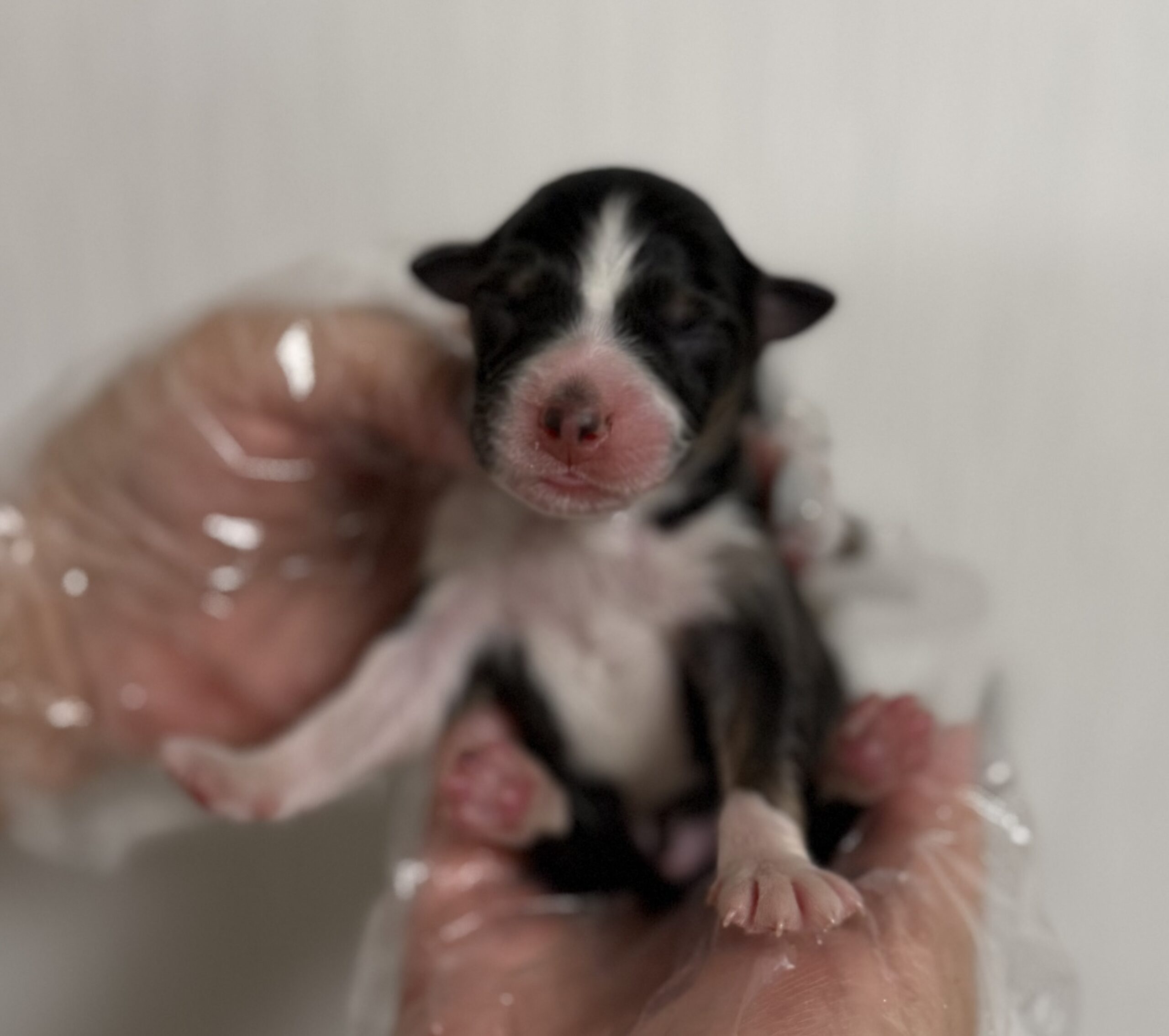 オーストラリアンシェパード　ブラックトライ　オス