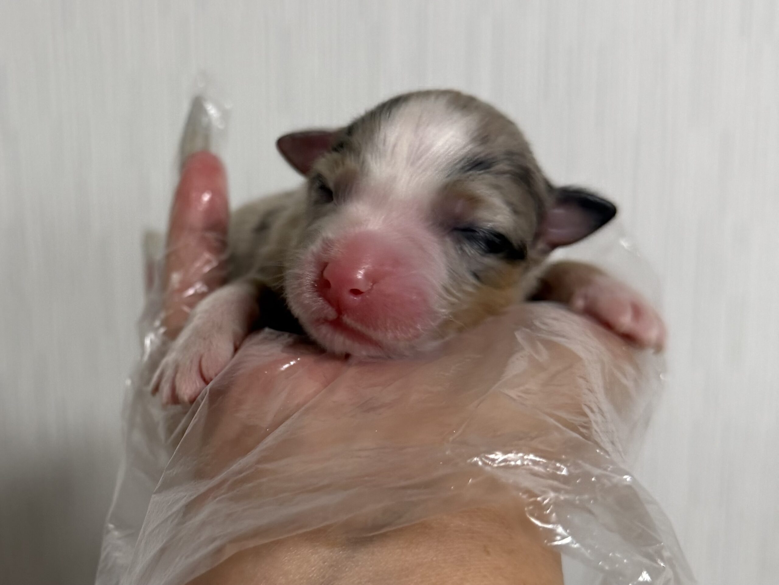 オーストラリアンシェパード　ブルーマール　メス