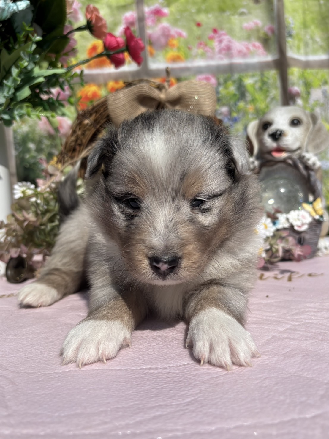 シェルティ　ブルーマール　オス