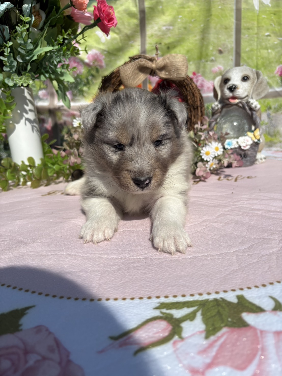 シェルティ　ブルーマール　メス