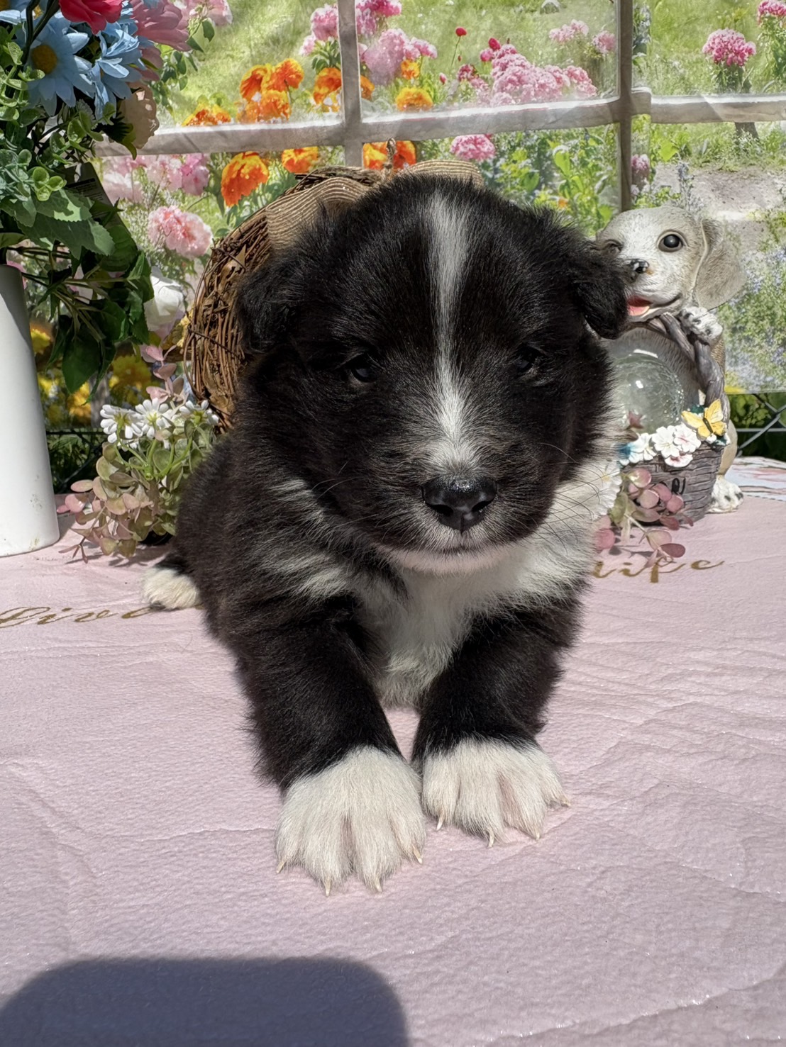 シェルティ　トライ　オス