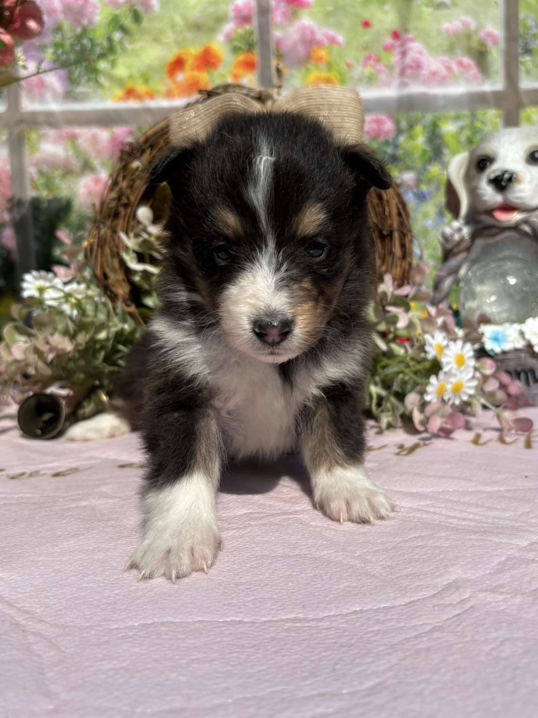 シェルティ　トライ　メス　3